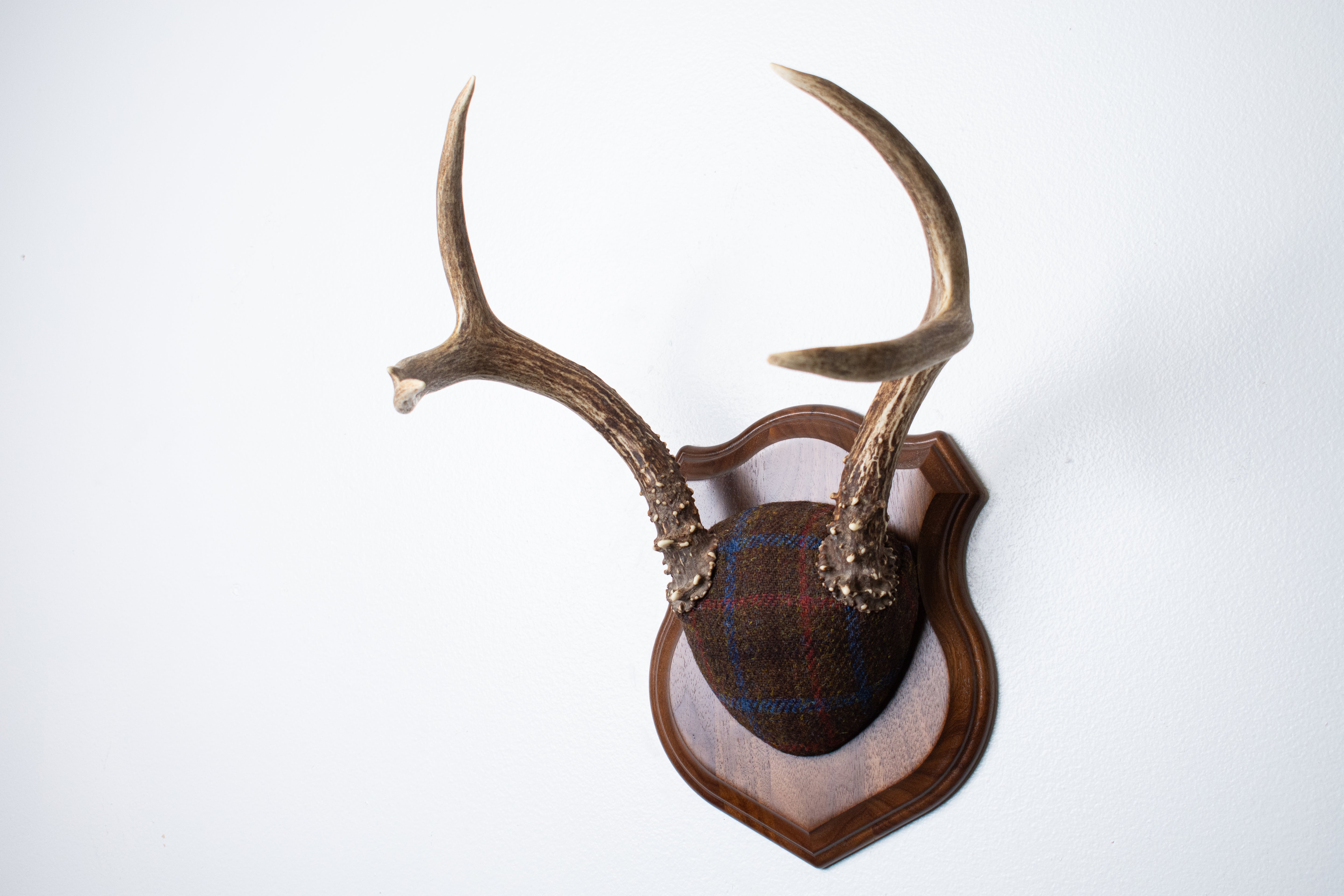 Blacktail Deer Antler Mount | Brown with Red and Blue Overcheck | 54