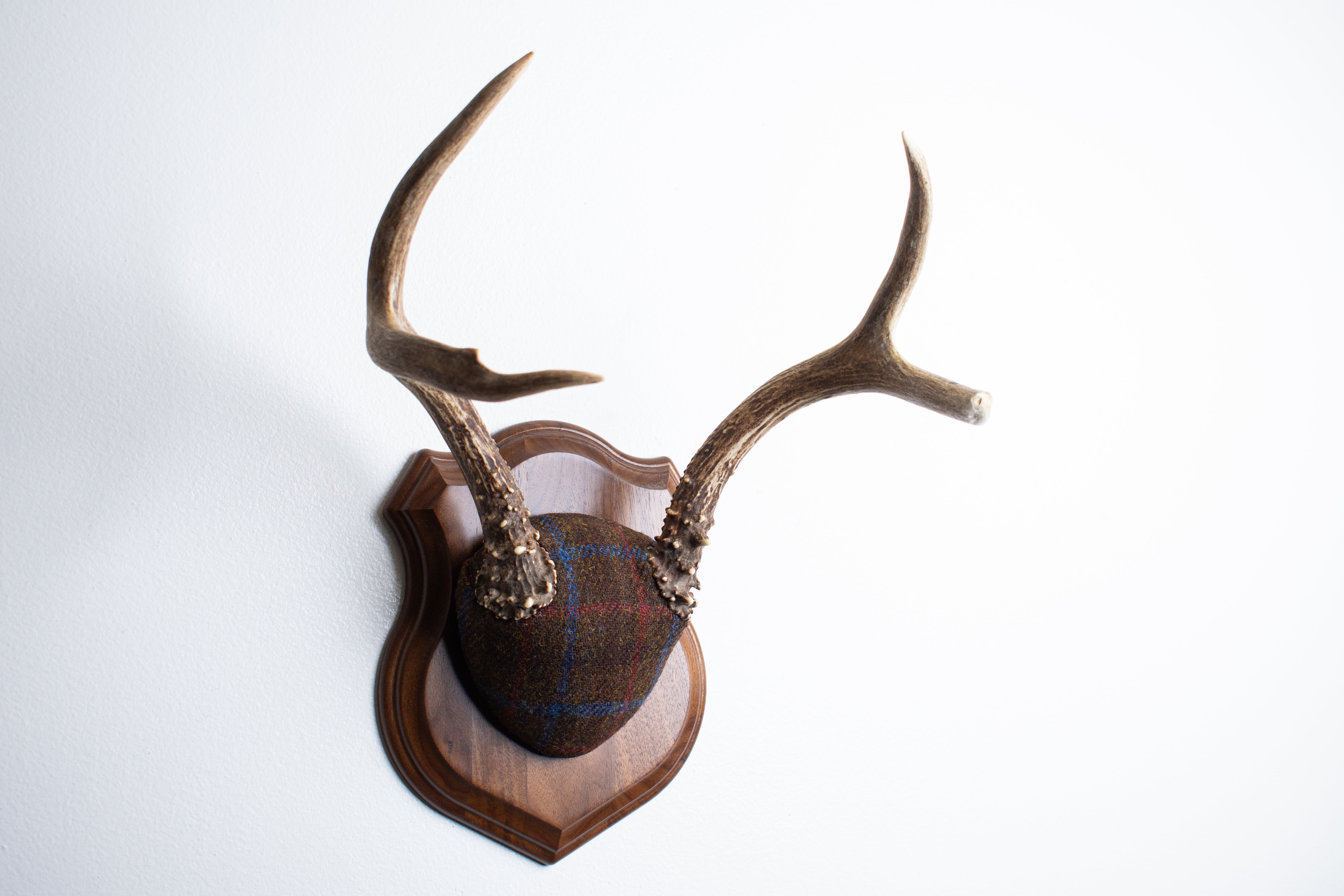 Blacktail Deer Antler Mount | Brown with Red and Blue Overcheck | 54