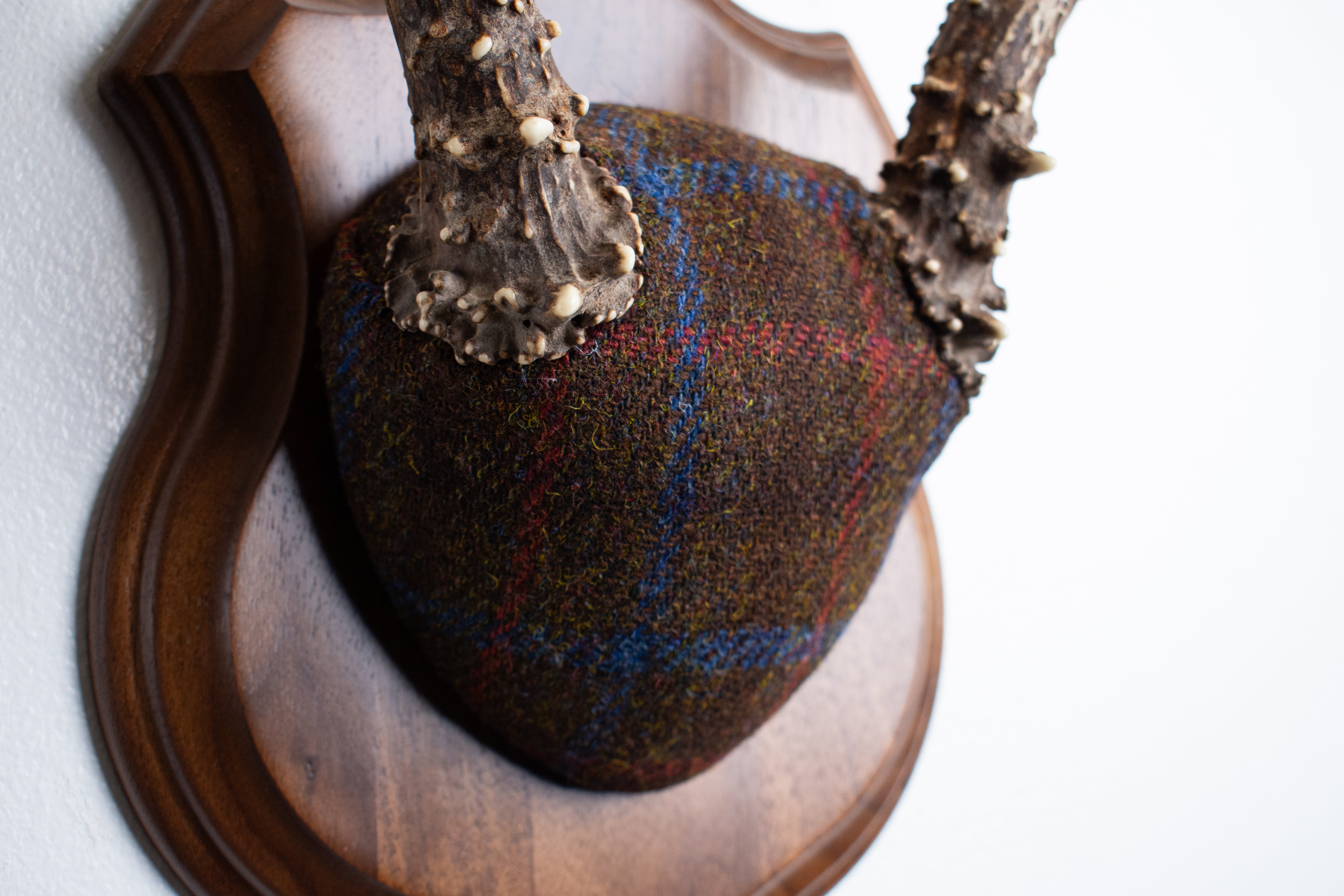 Blacktail Deer Antler Mount | Brown with Red and Blue Overcheck | 54