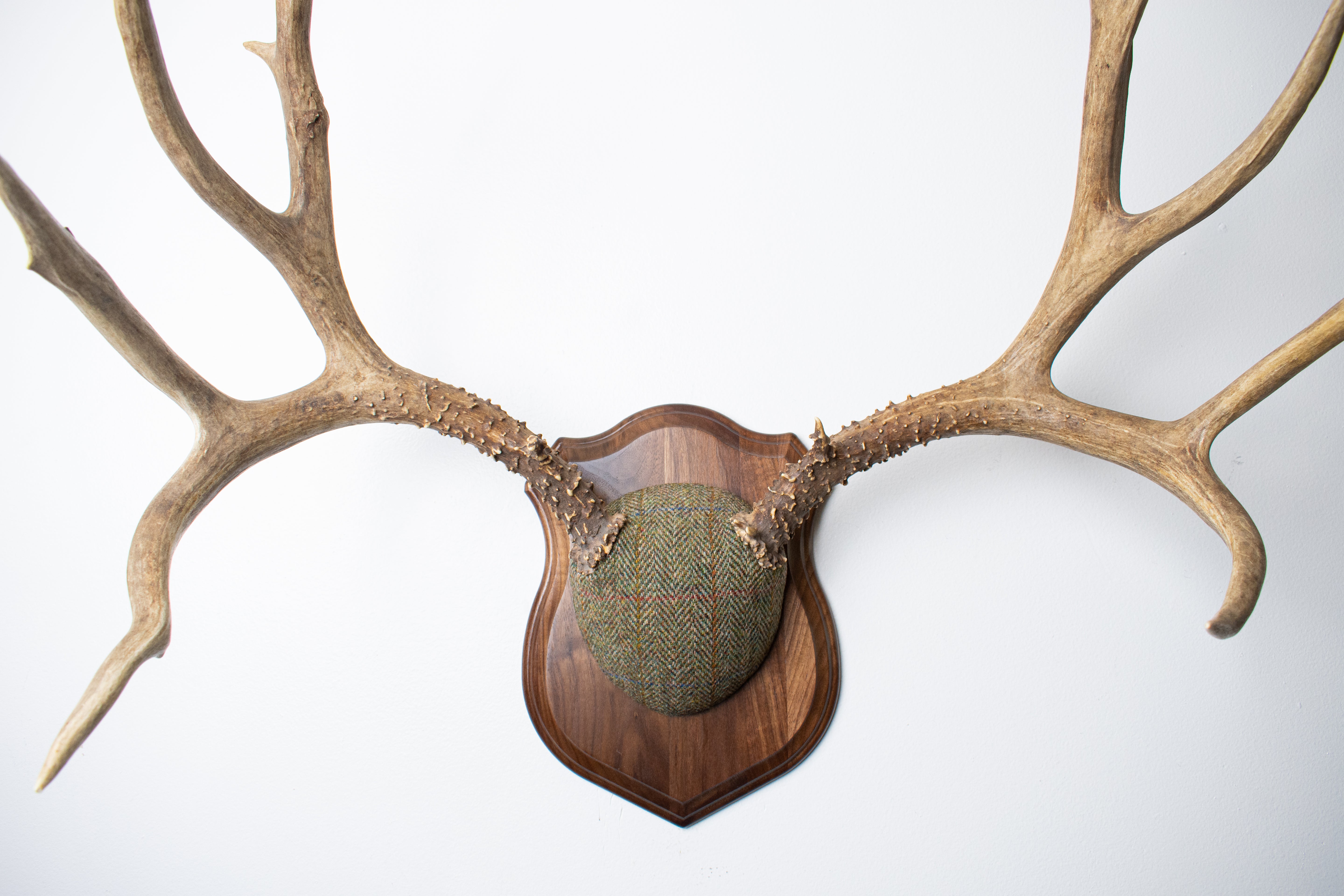 Mule Deer Antler Mount | Green Herringbone Tweed | 55