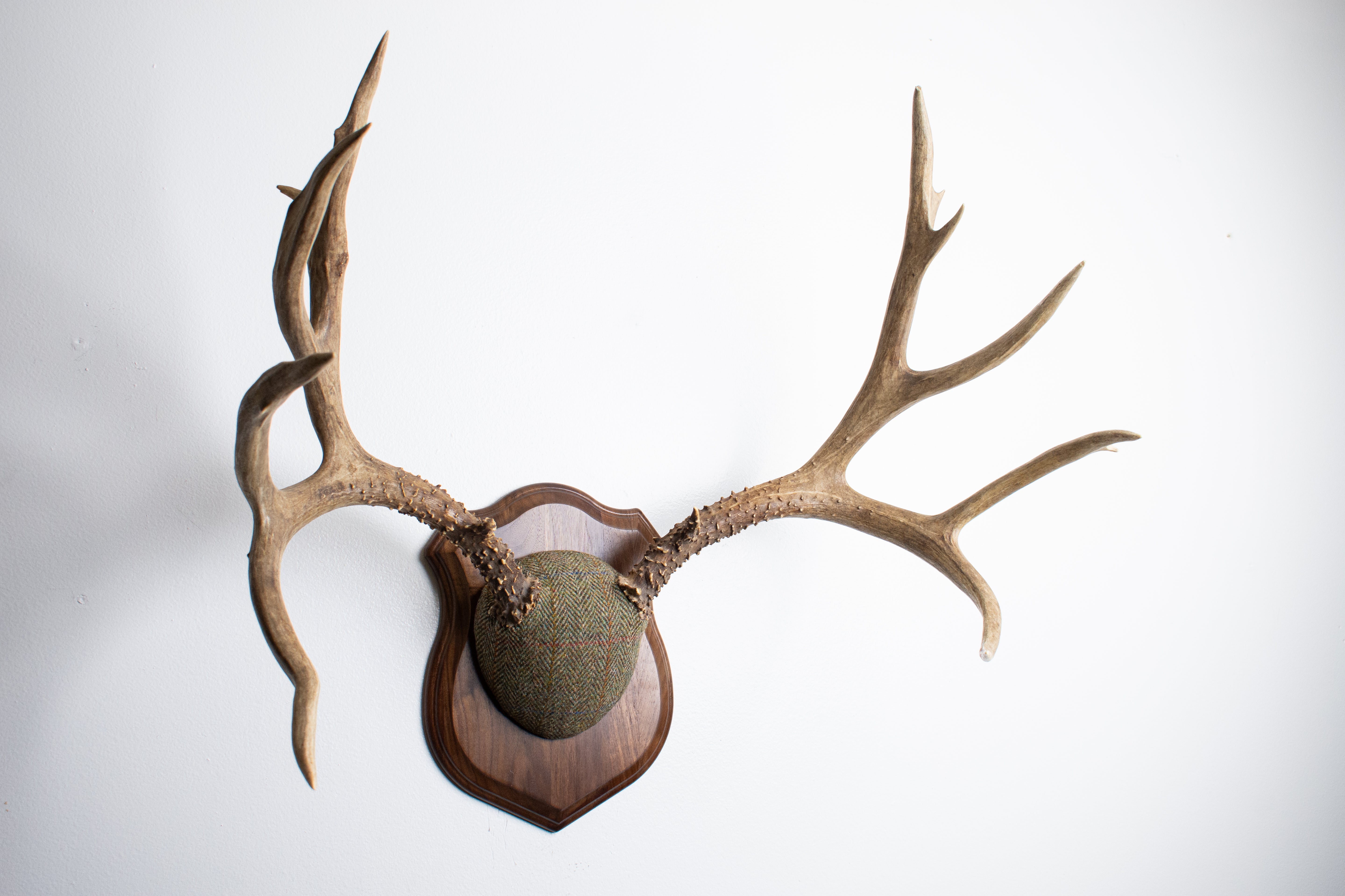 Mule Deer Antler Mount | Green Herringbone Tweed | 55