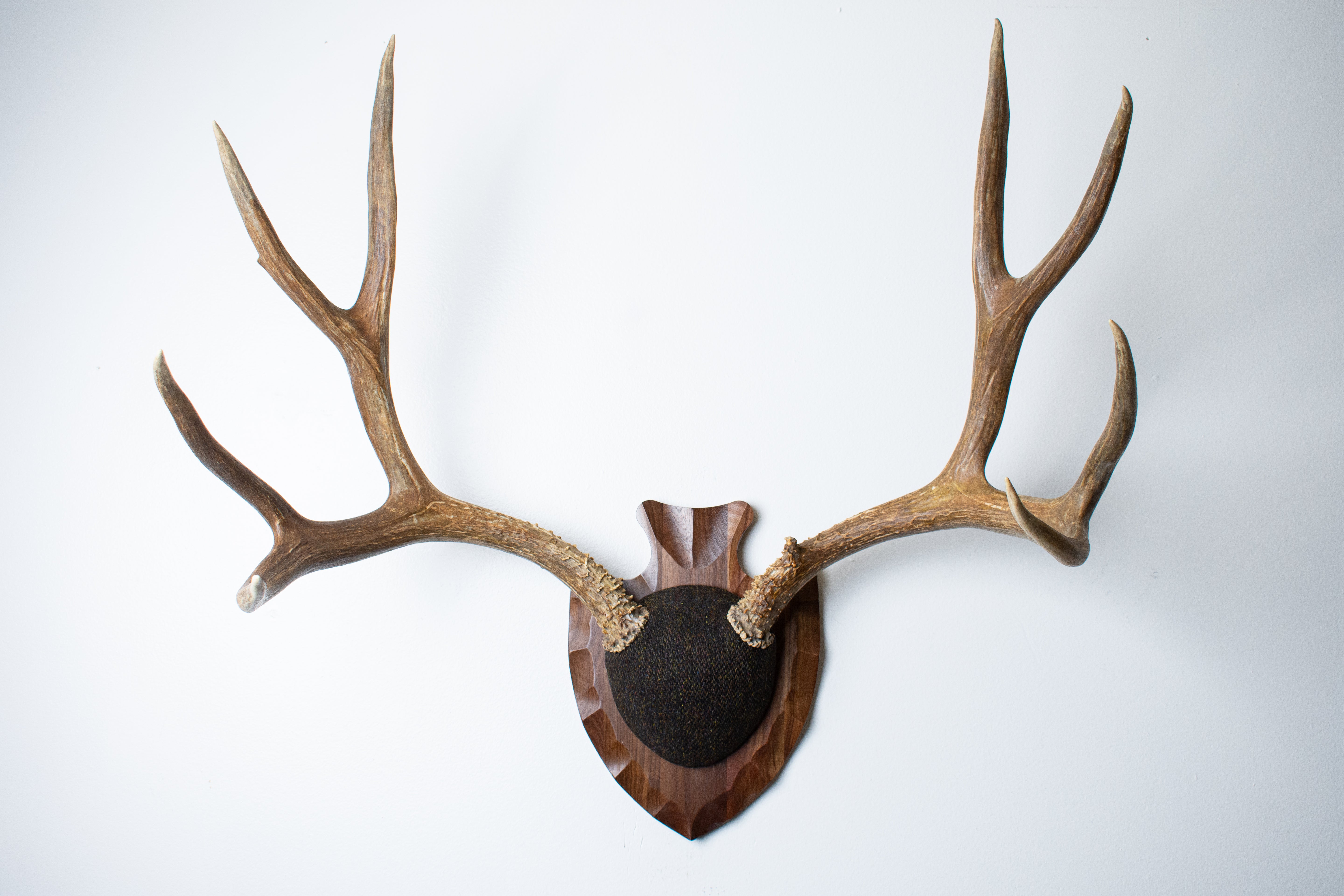 Mule Deer Antler Mount | Green and Brown Barleycorn | 56