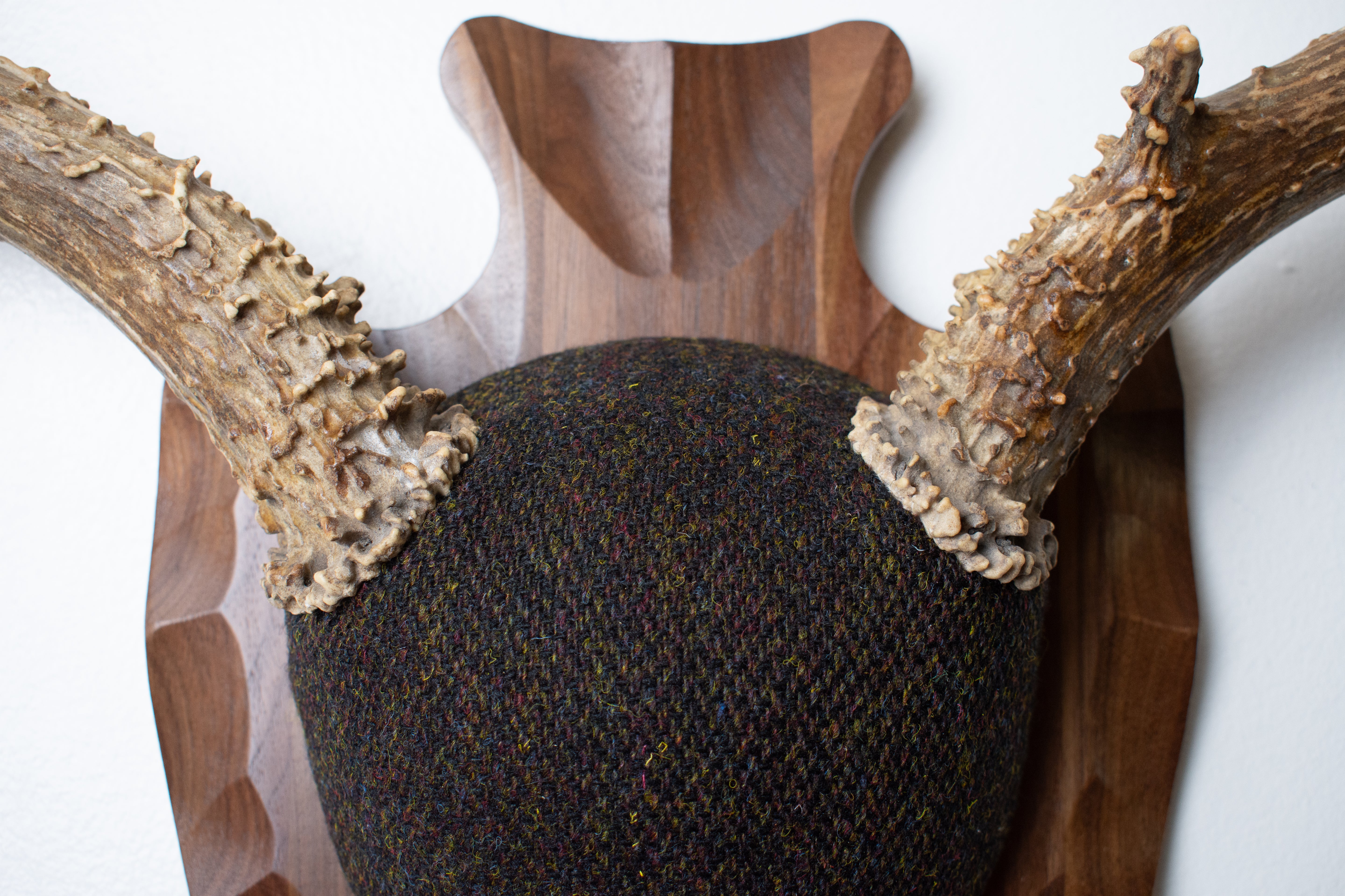 Mule Deer Antler Mount | Green and Brown Barleycorn | 56