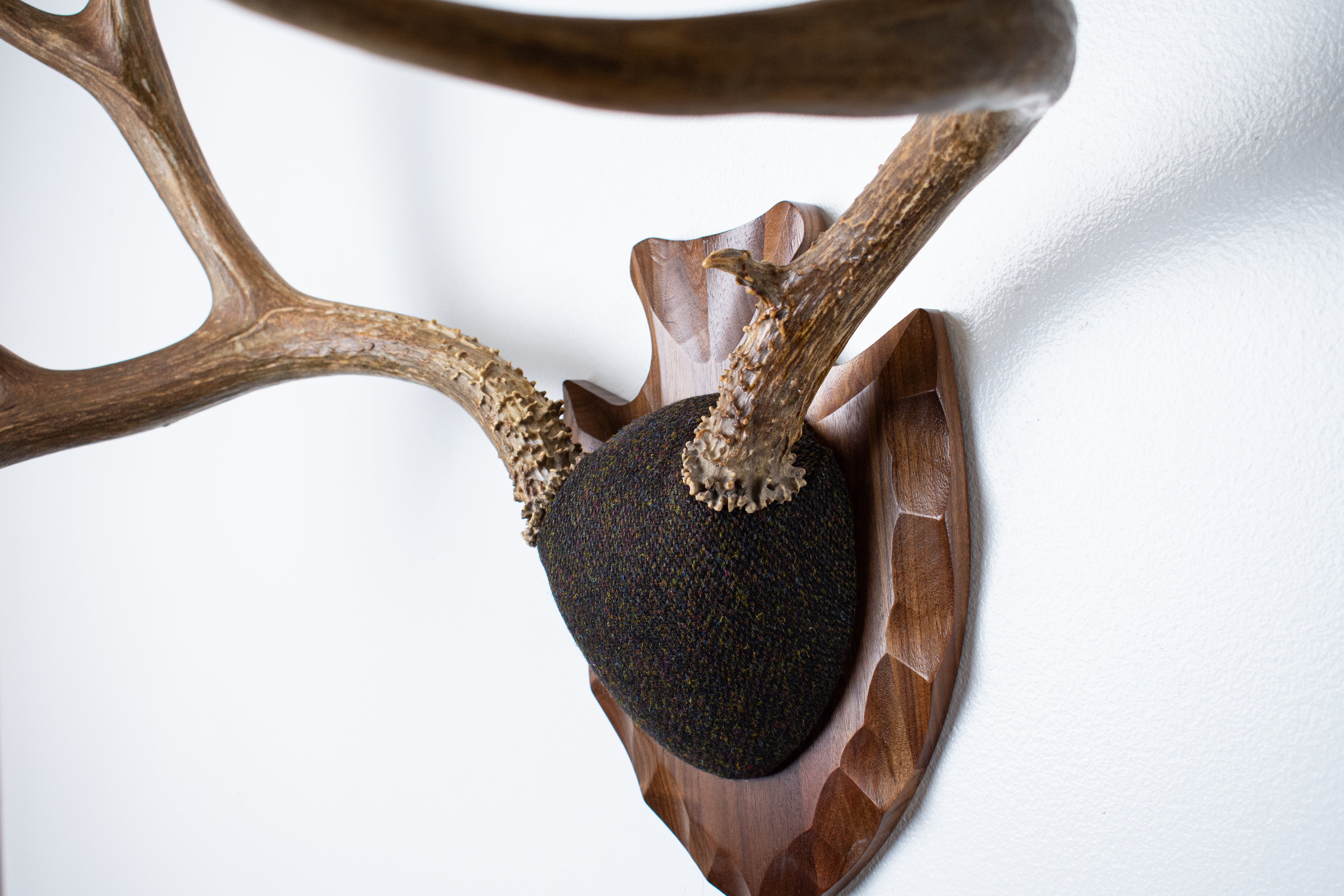 Mule Deer Antler Mount | Green and Brown Barleycorn | 56
