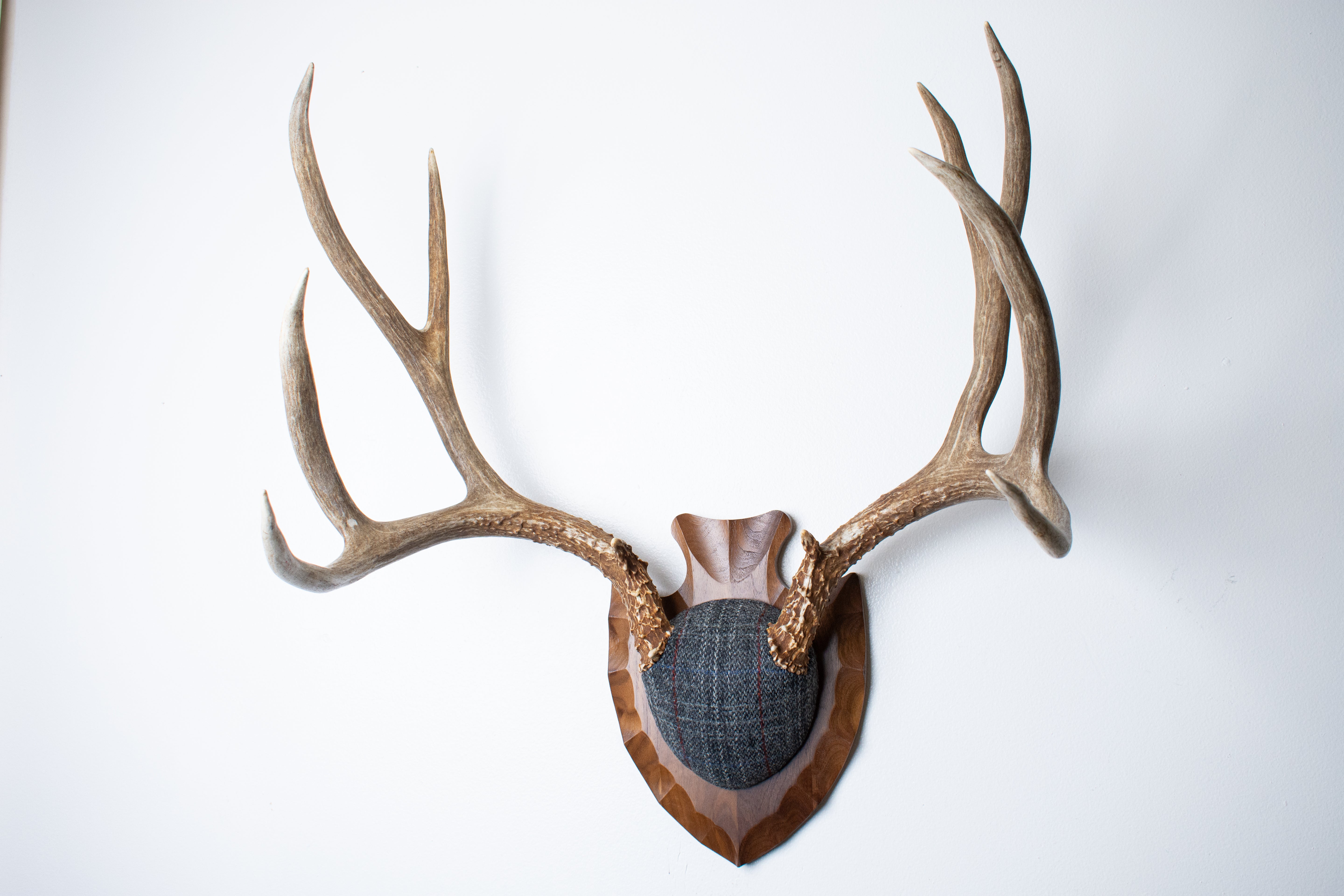 Mule Deer Antler Mount | Grey with Red Overcheck | 57