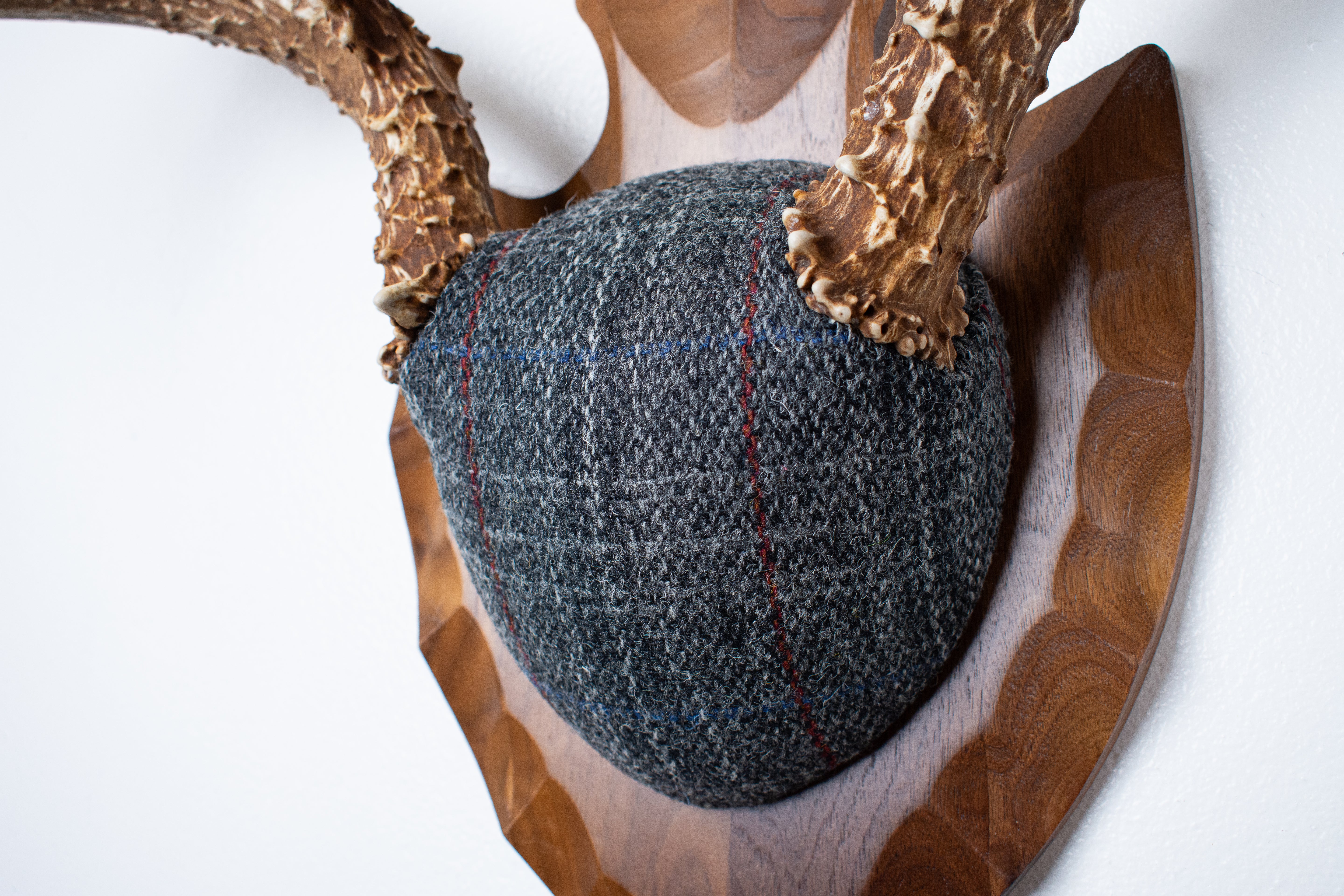 Mule Deer Antler Mount | Grey with Red Overcheck | 57