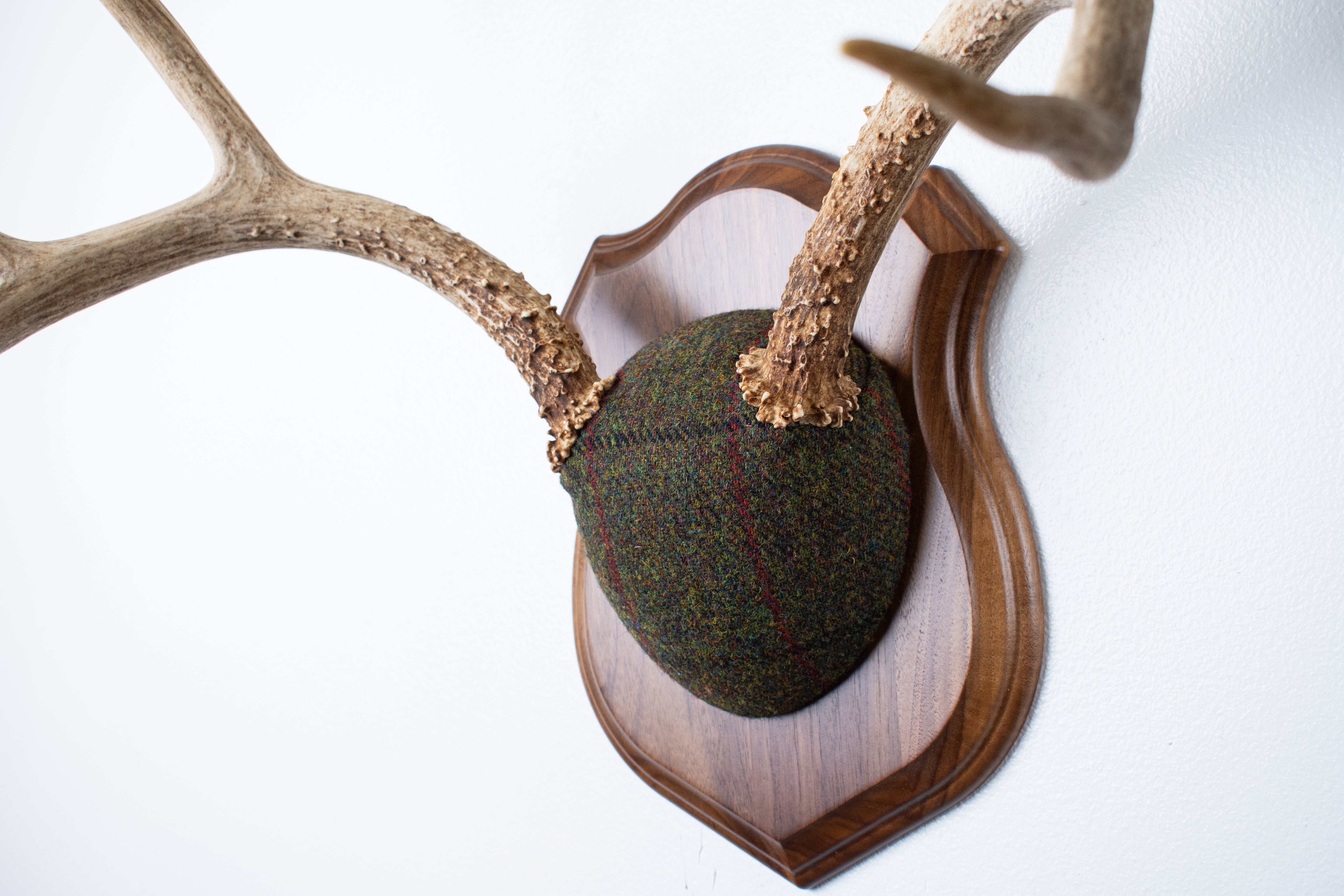 Mule Deer Antler Mount | Green mix with Black and Red Overcheck | 58