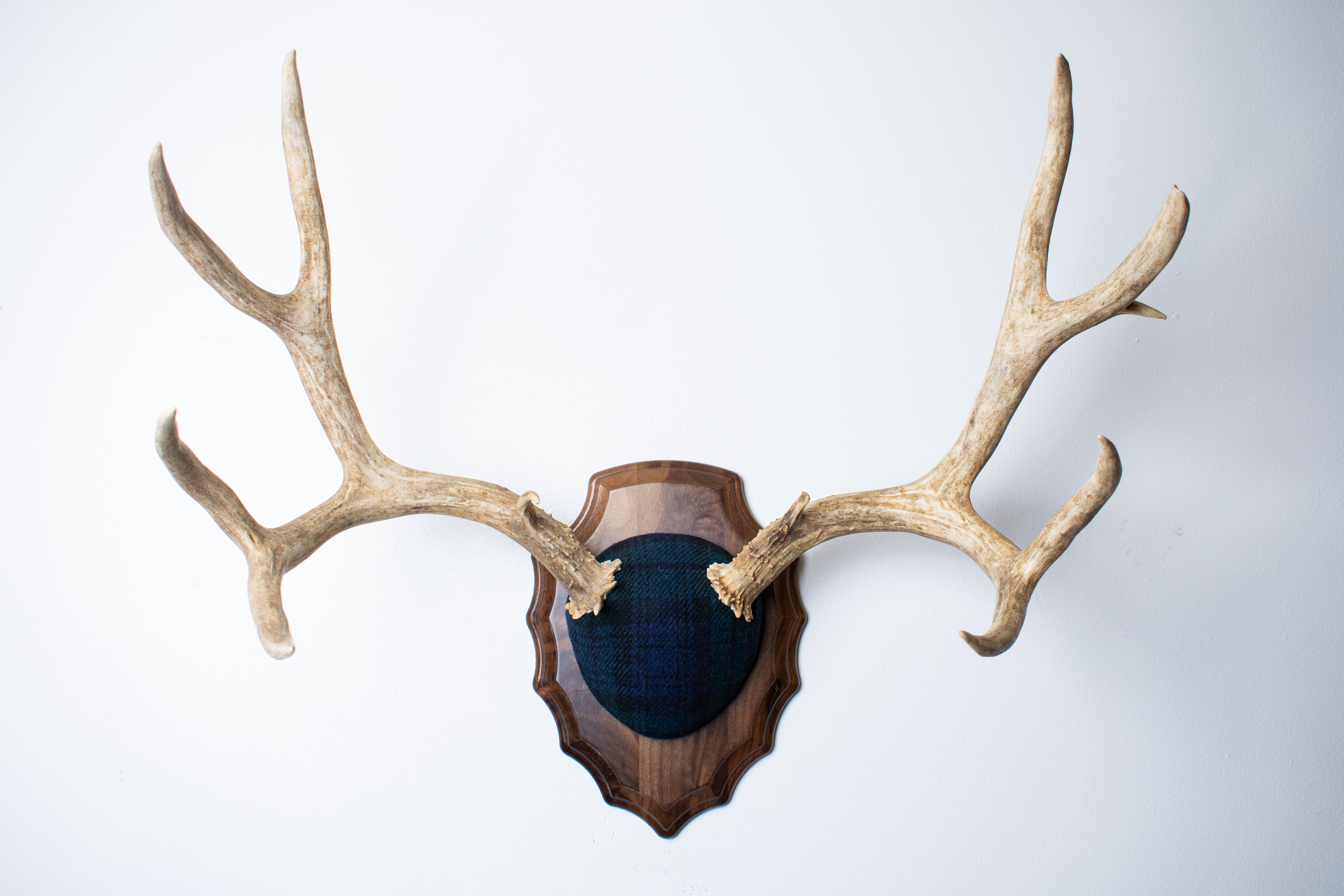 Mule Deer Antler Mount | Black Watch Tartan | 59