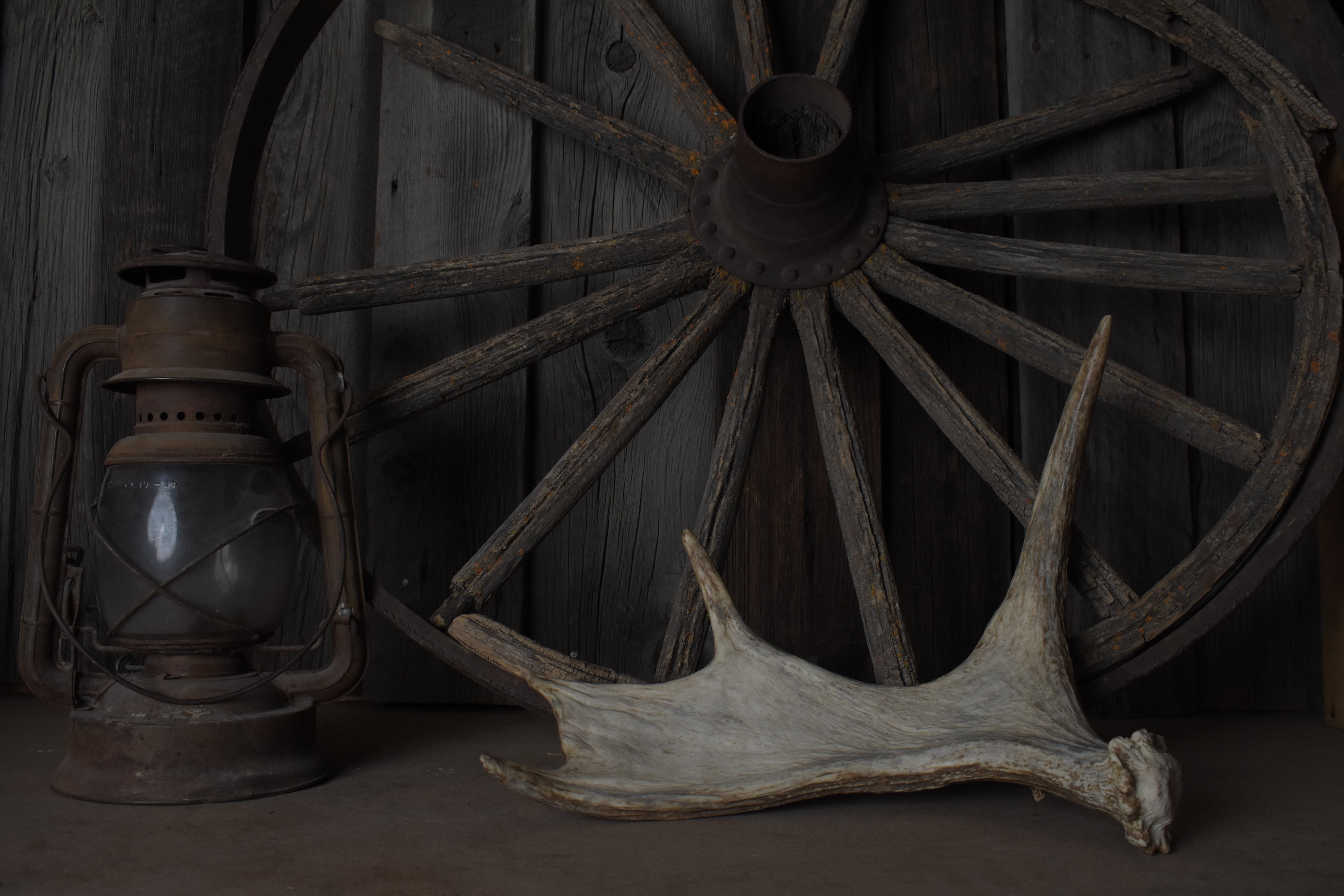 Moose Antler | 03