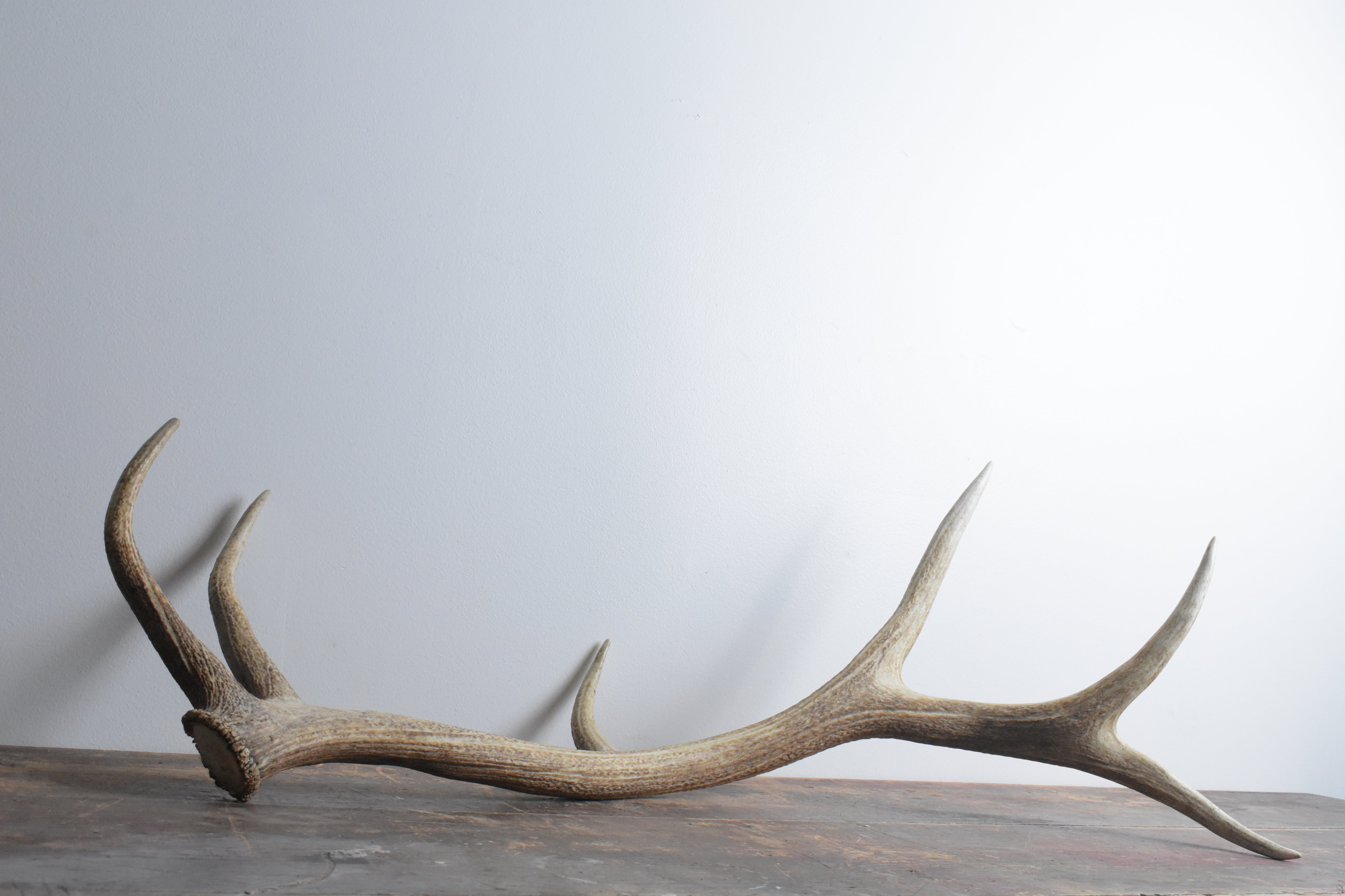 Elk Antler | 25