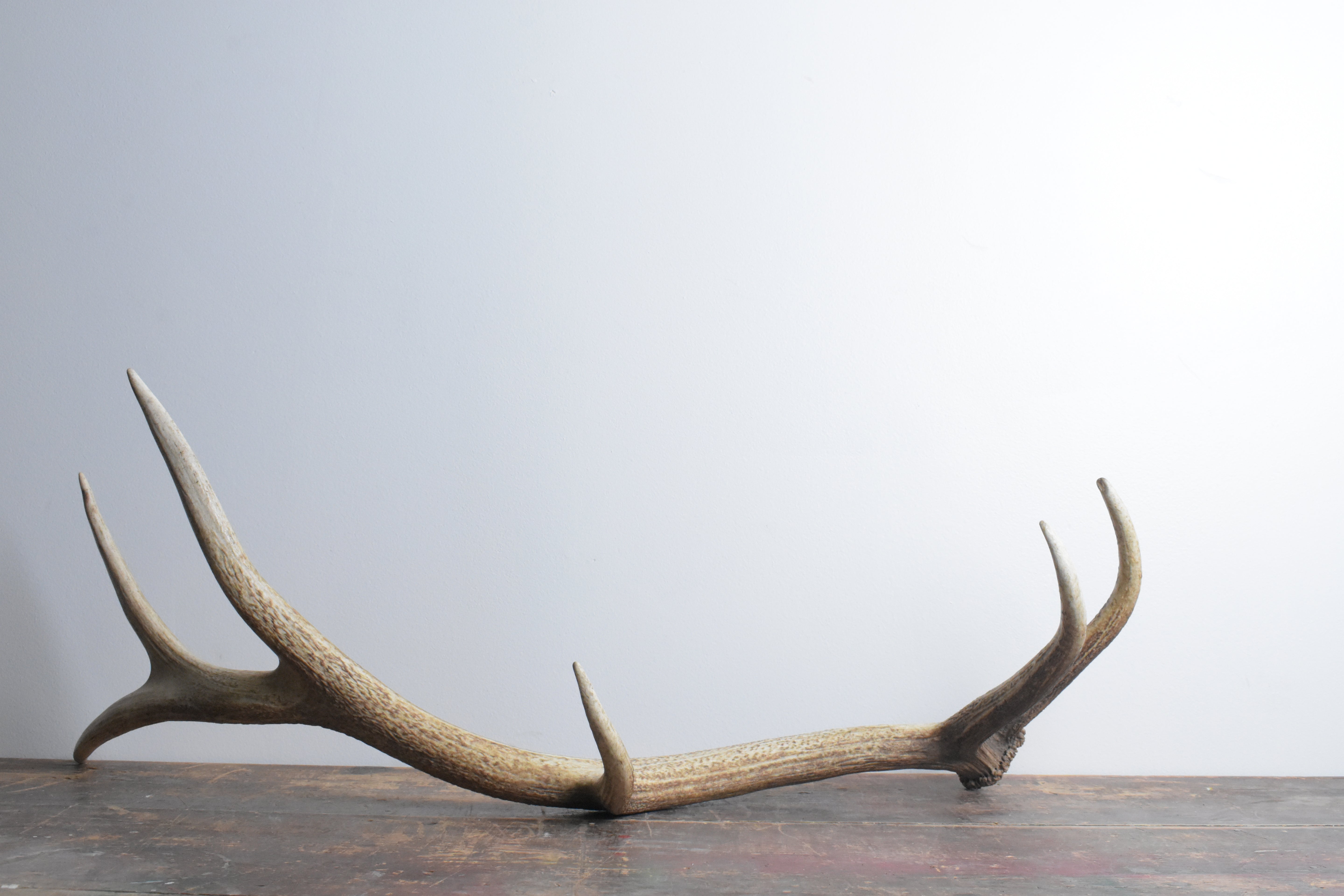 SOLD OUT | Elk Antler | Large Size | 25