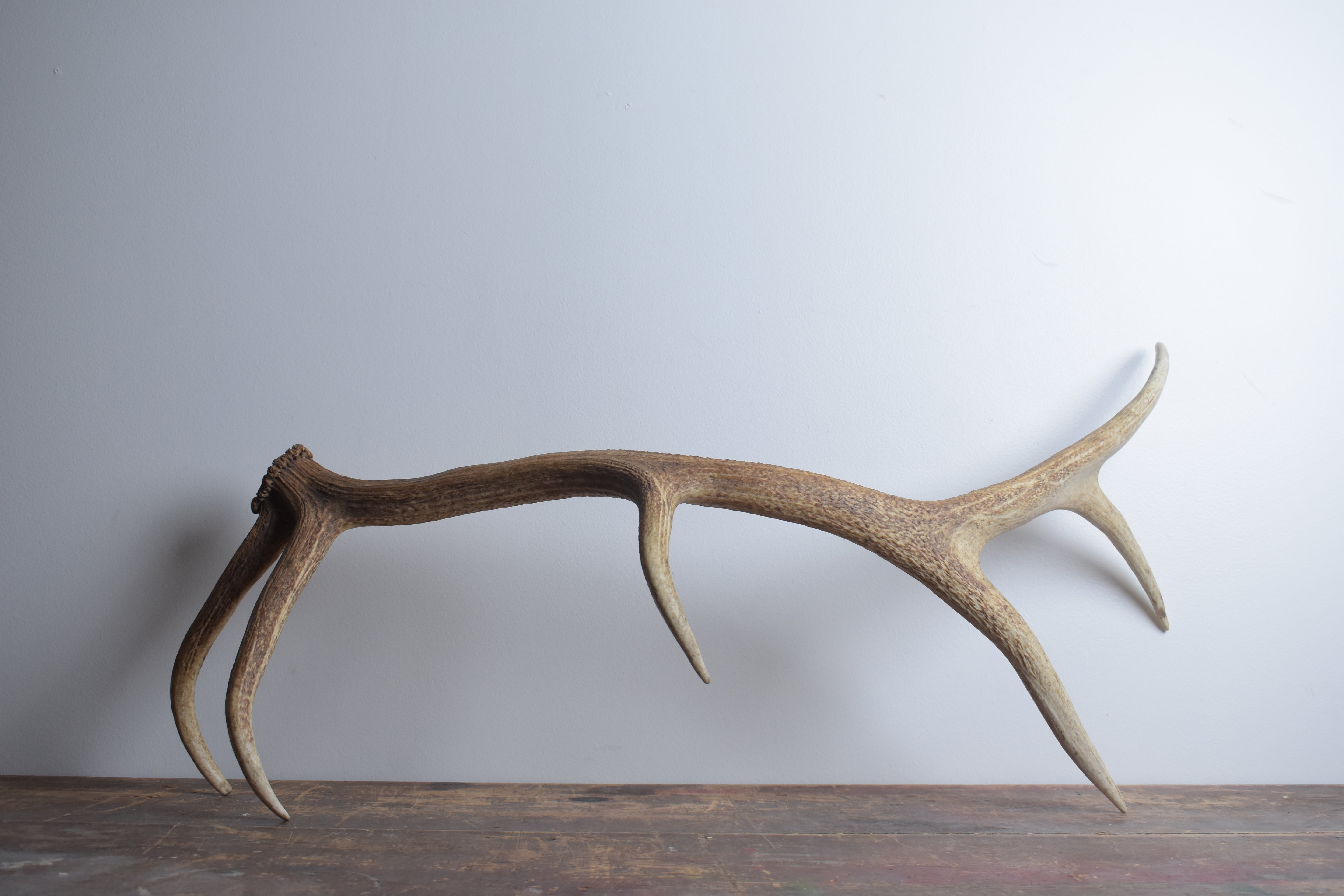 SOLD OUT | Elk Antler | Large Size | 25
