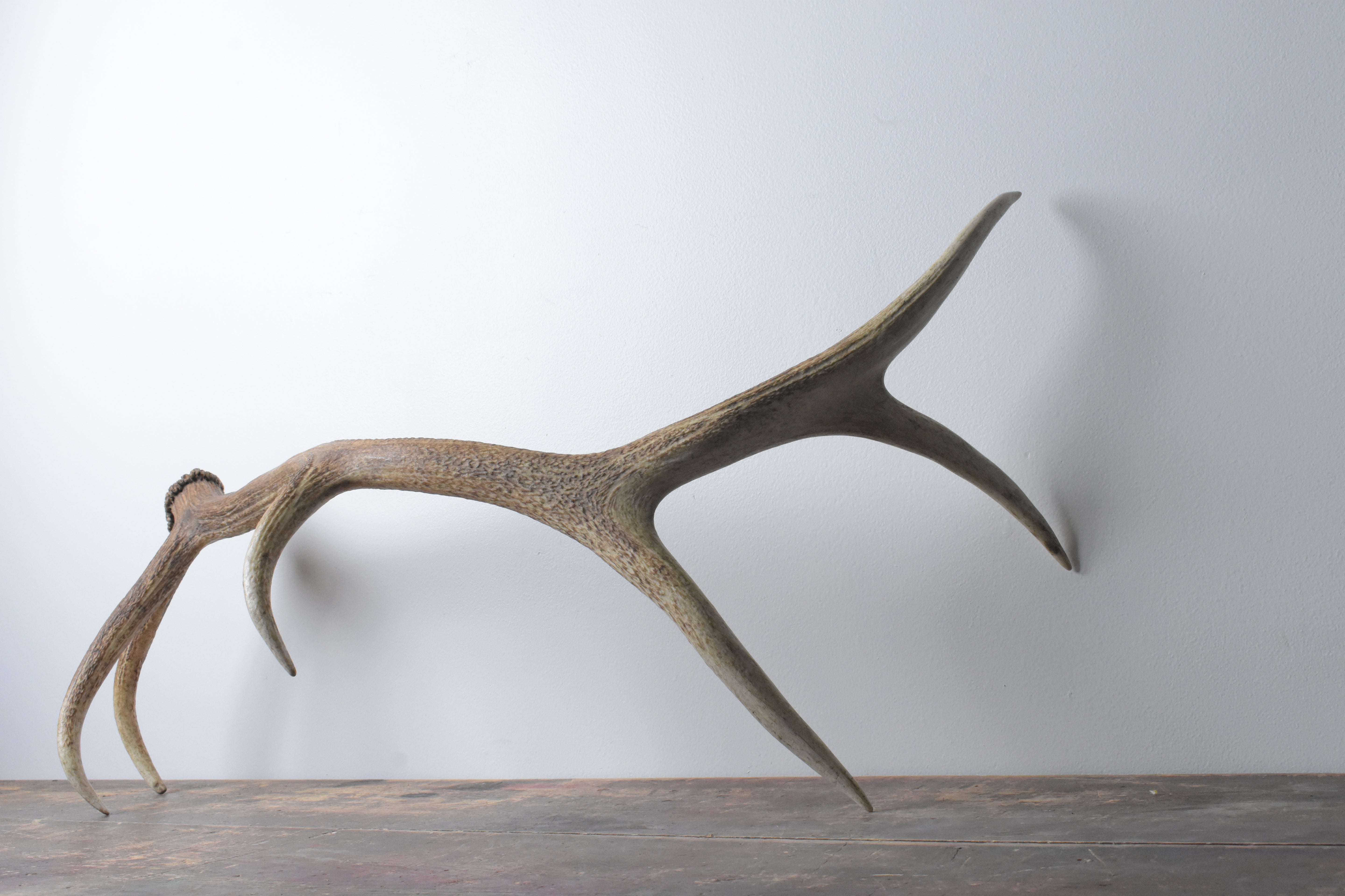 SOLD OUT | Elk Antler | Large Size | 25