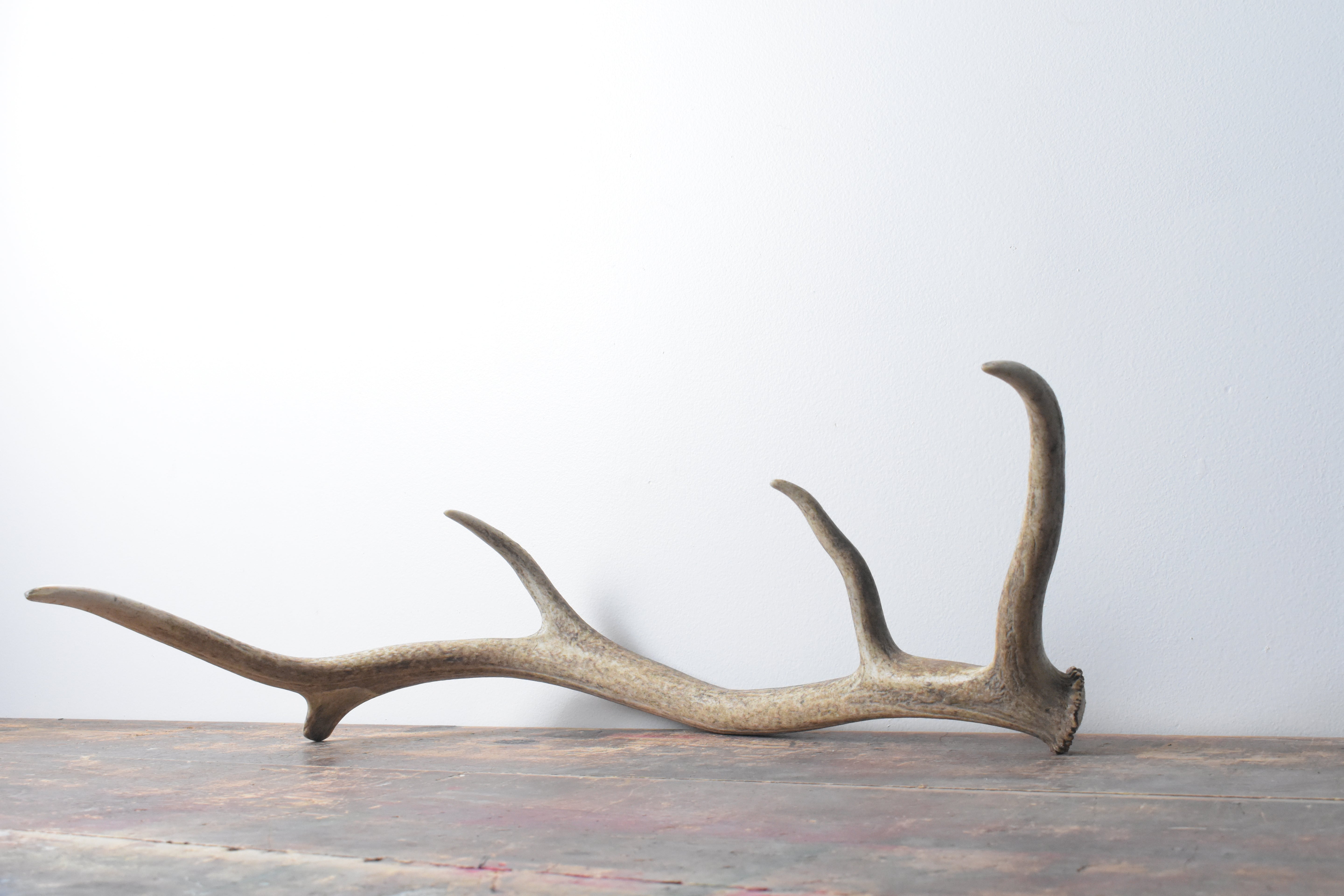 Elk Antler | 32