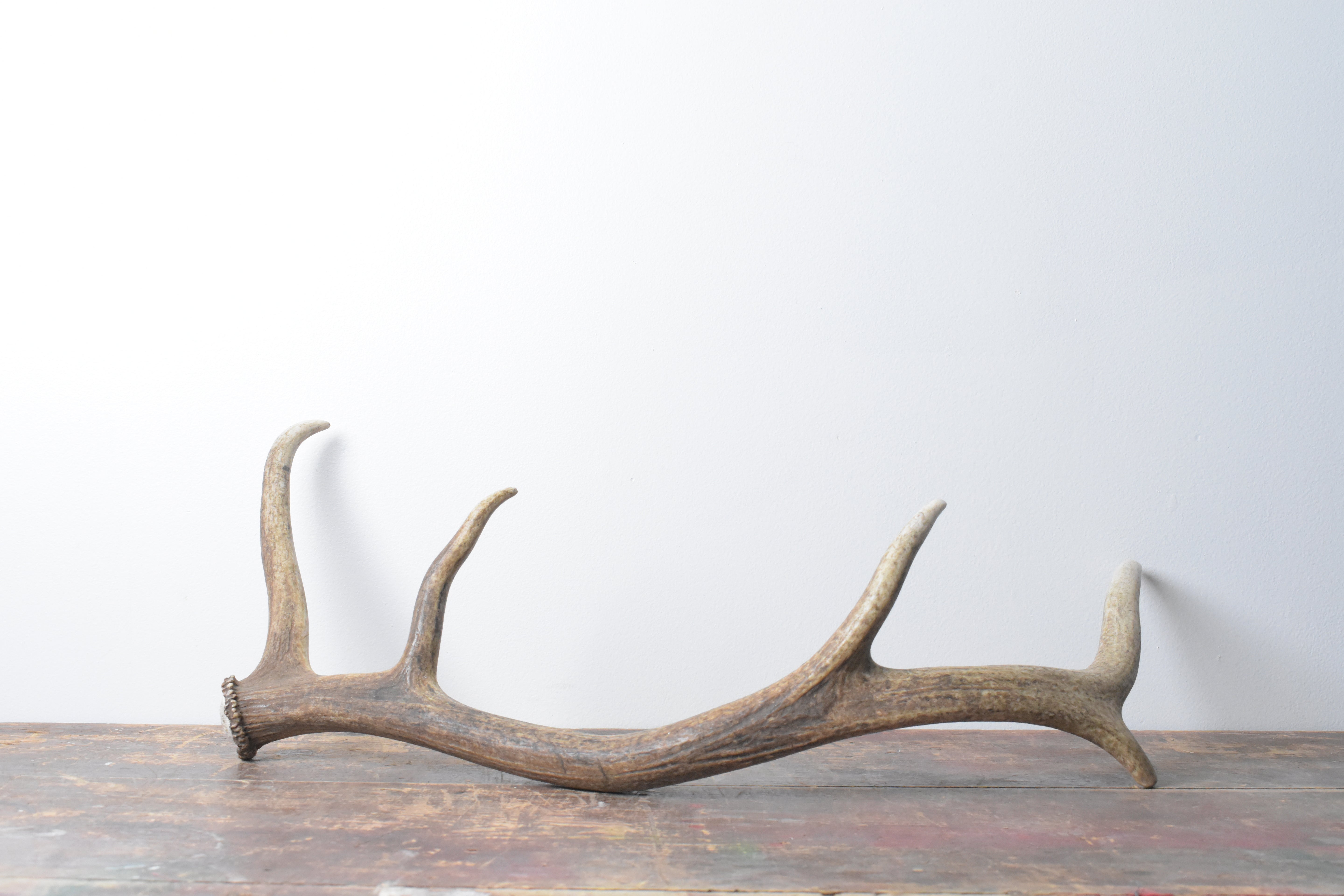 Elk Antler | Medium Size | 32
