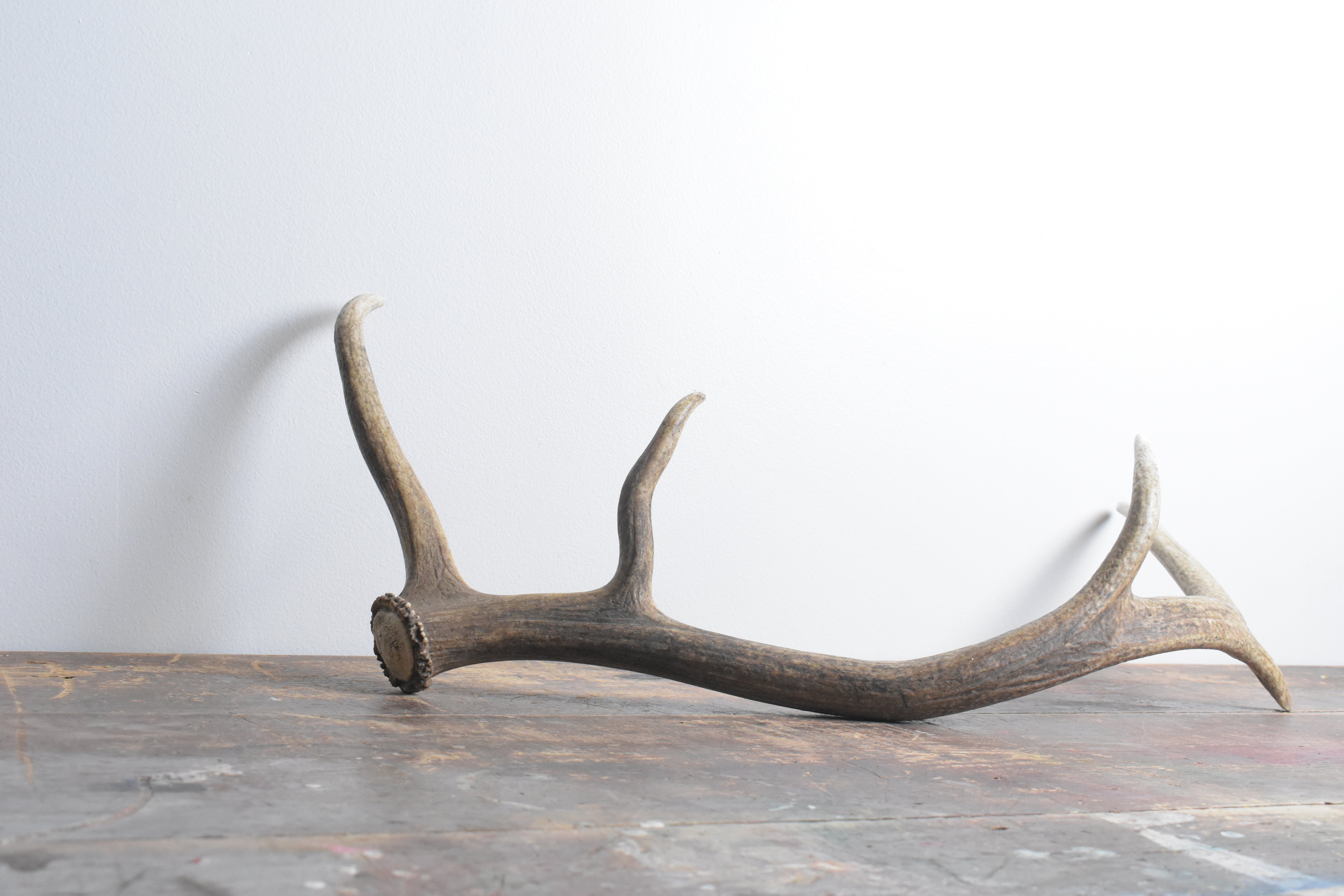 Elk Antler | Medium Size | 32