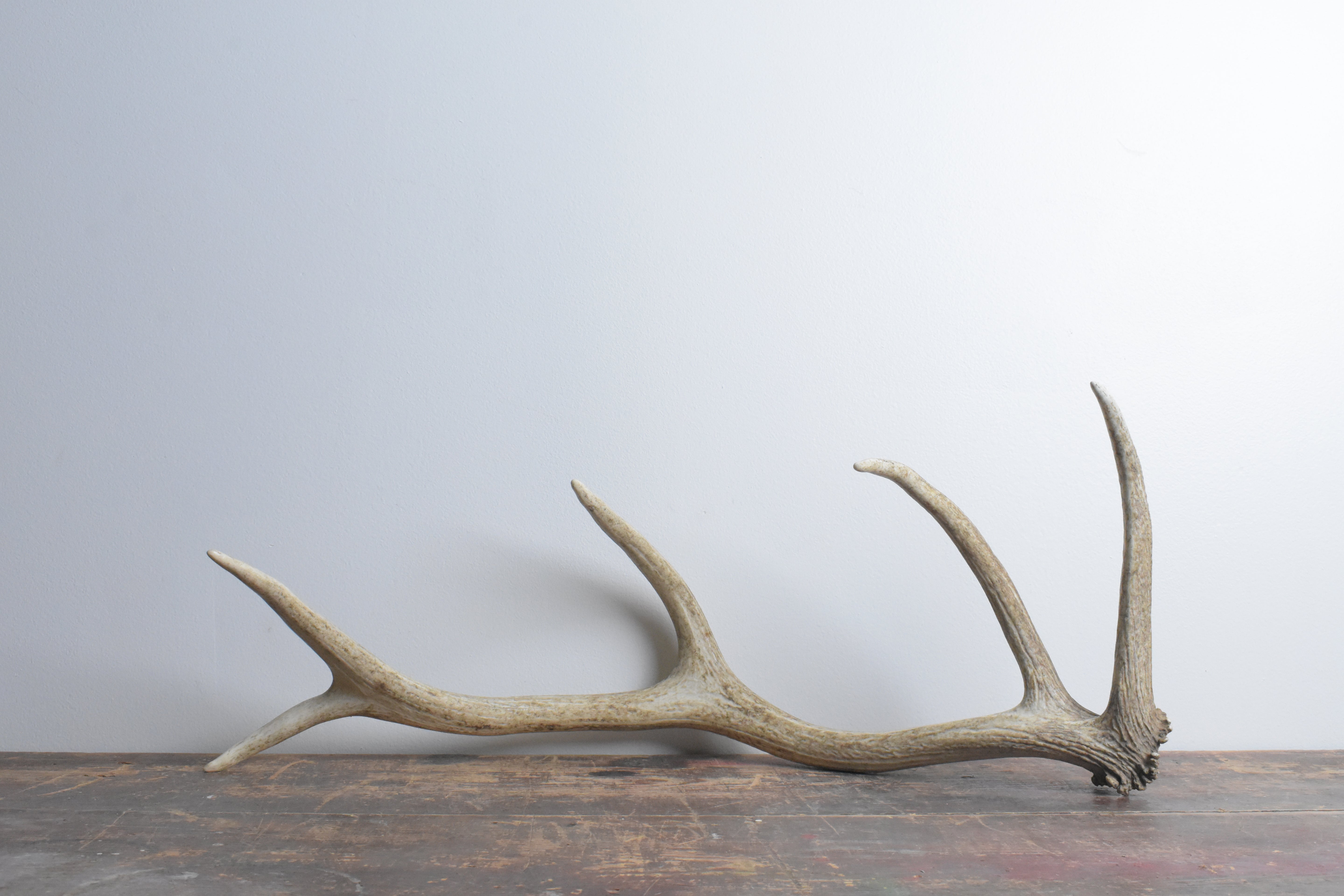 Elk Antler | 33
