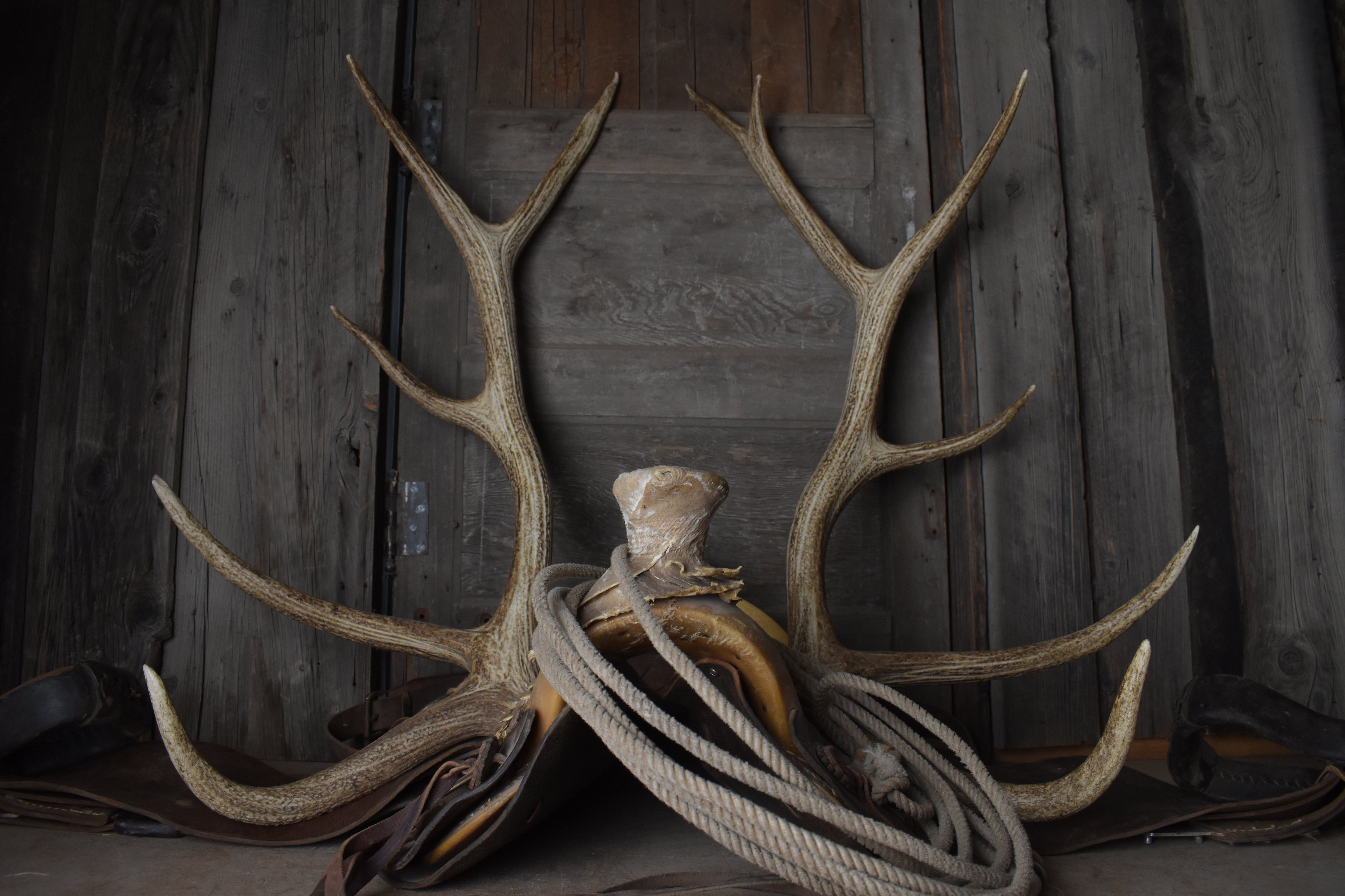 Elk Antler Set | 54
