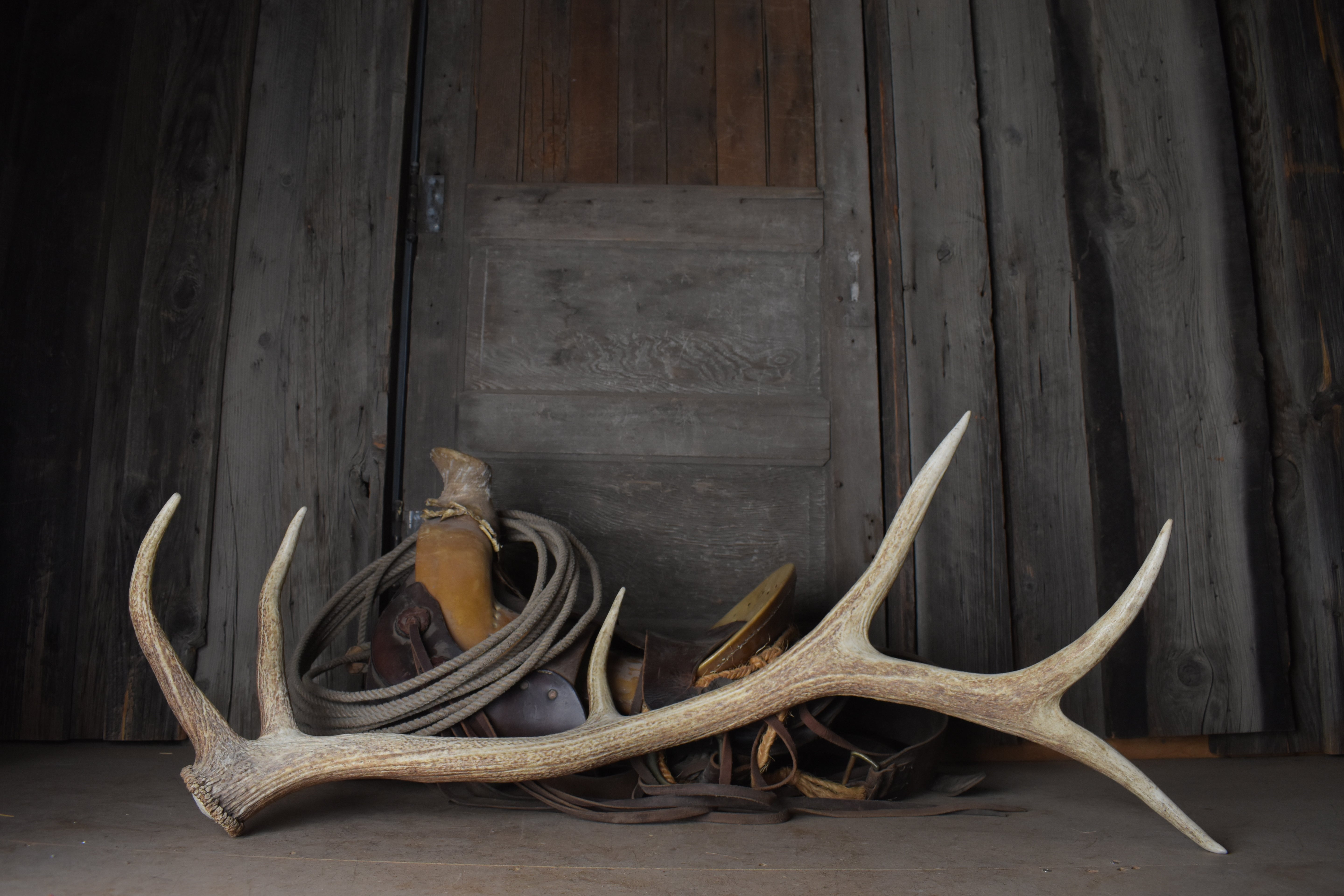 Elk Antler | 25