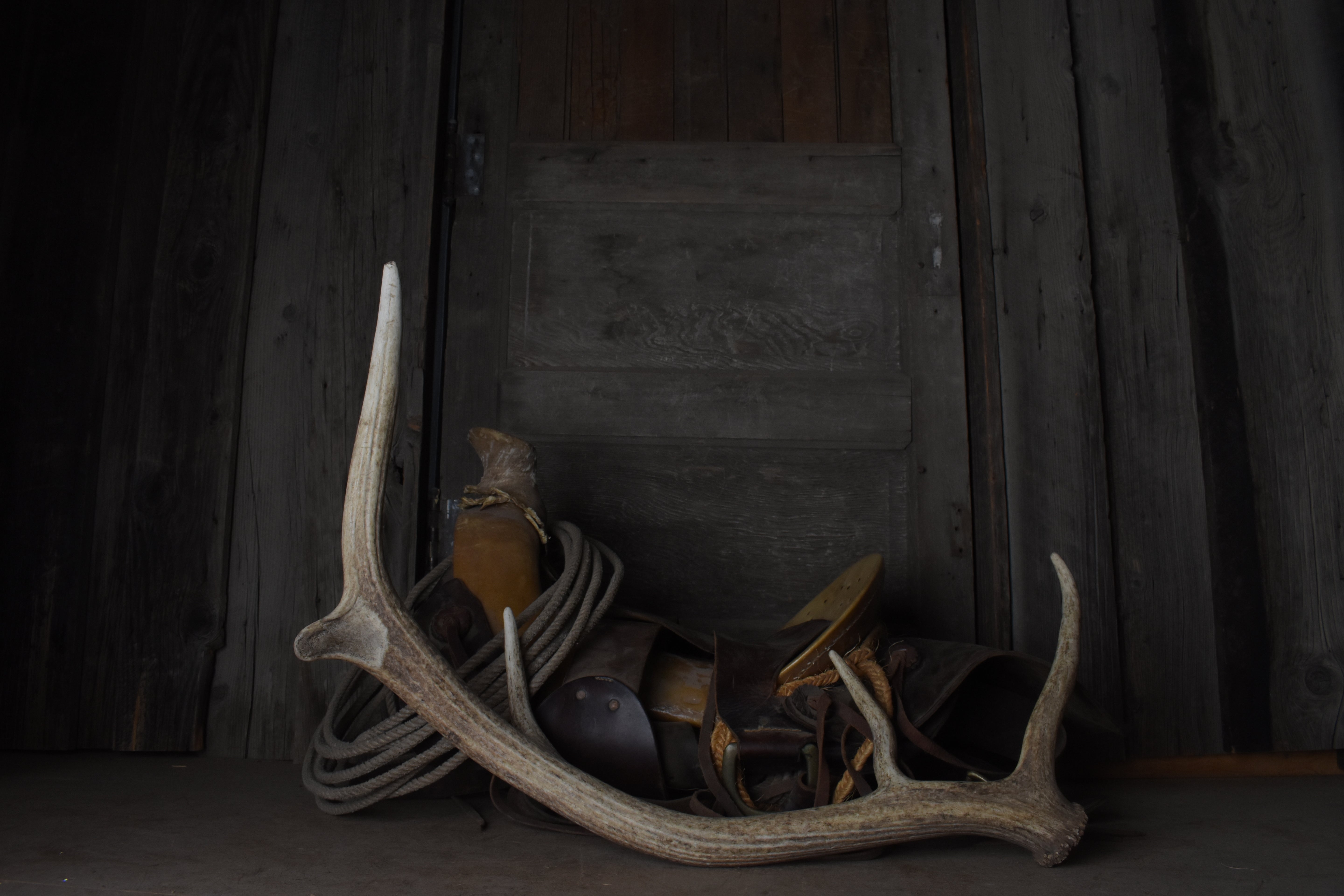 Elk Antler | 32