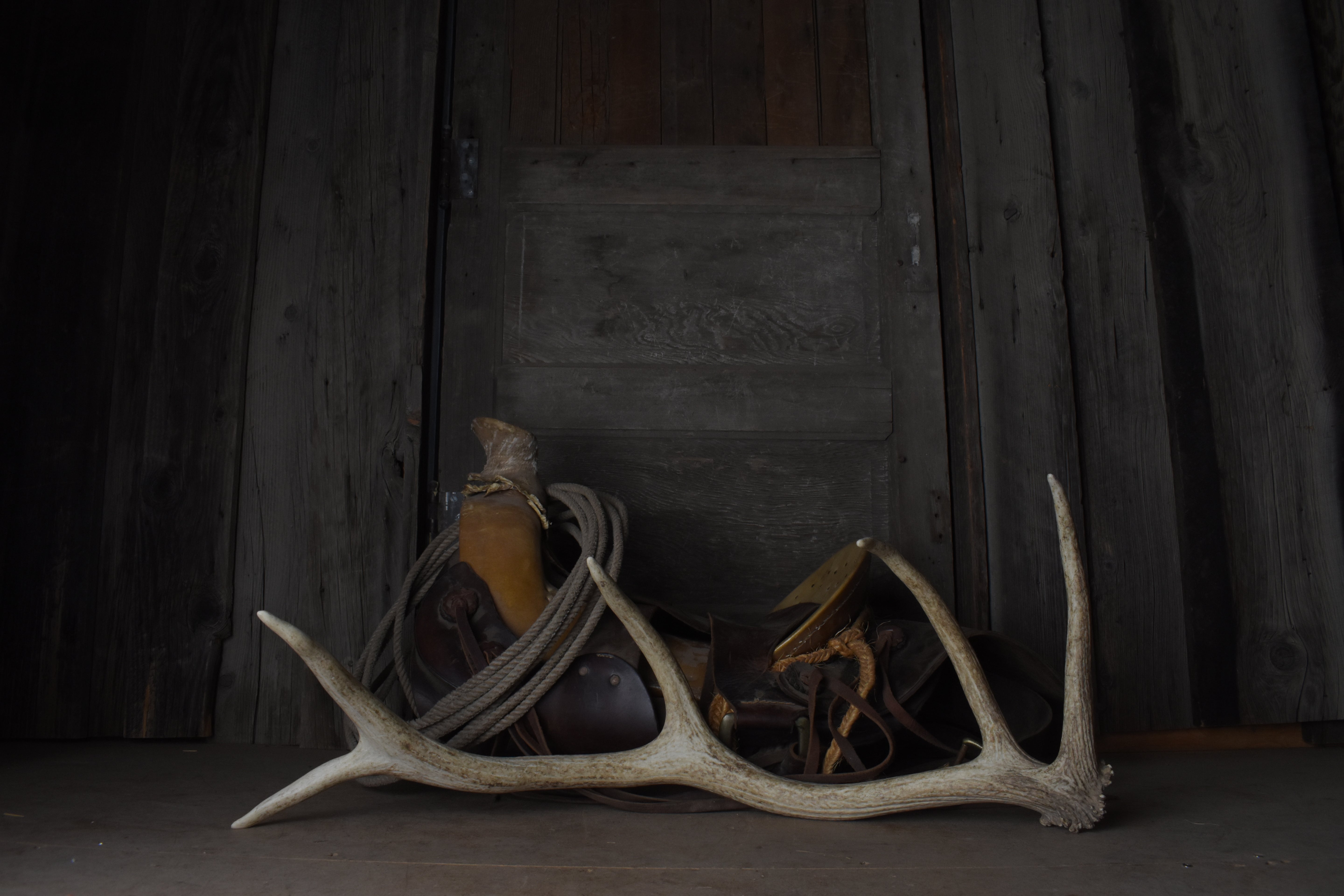 Elk Antler | 33