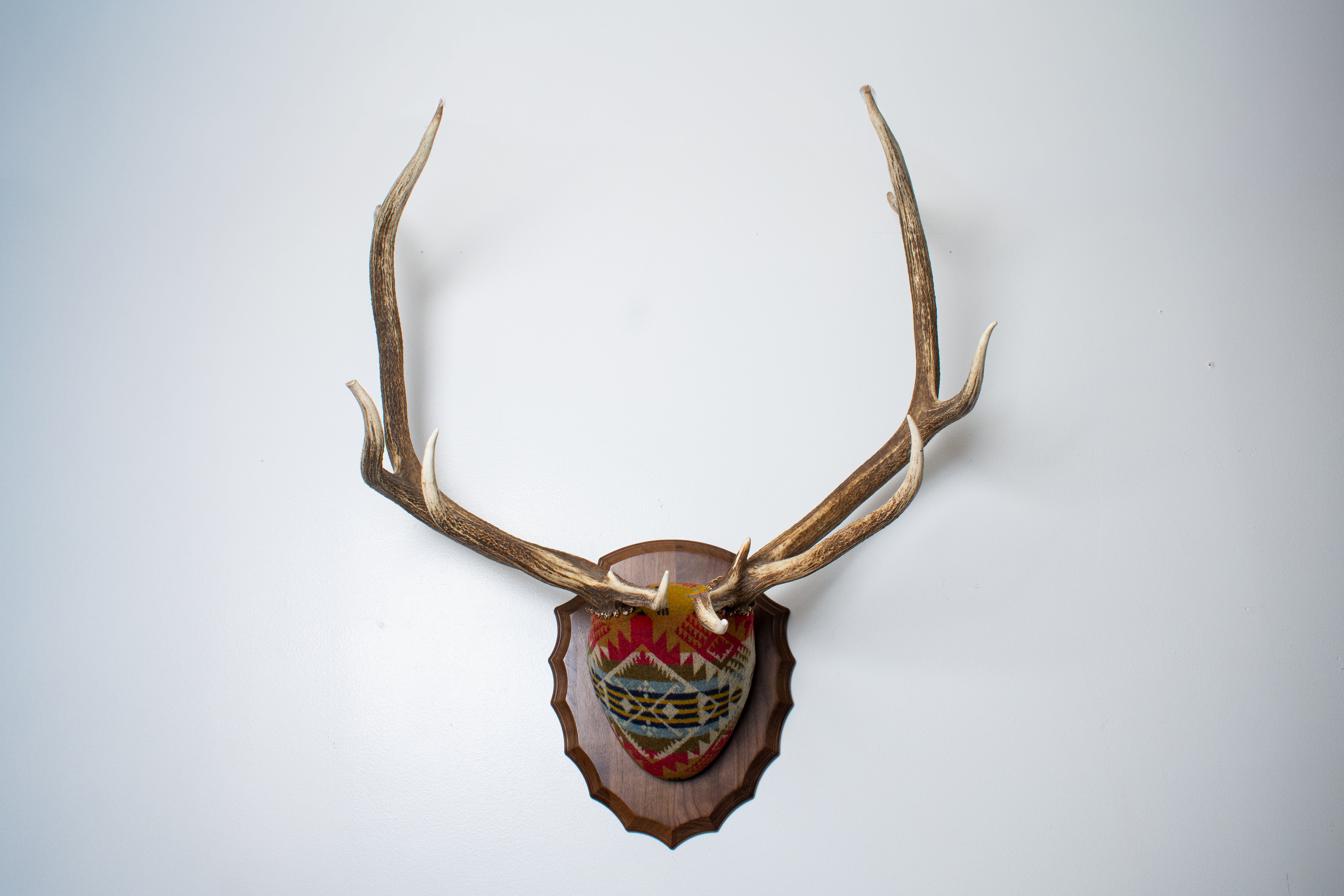 Elk Antler Mount | Canyon | 18