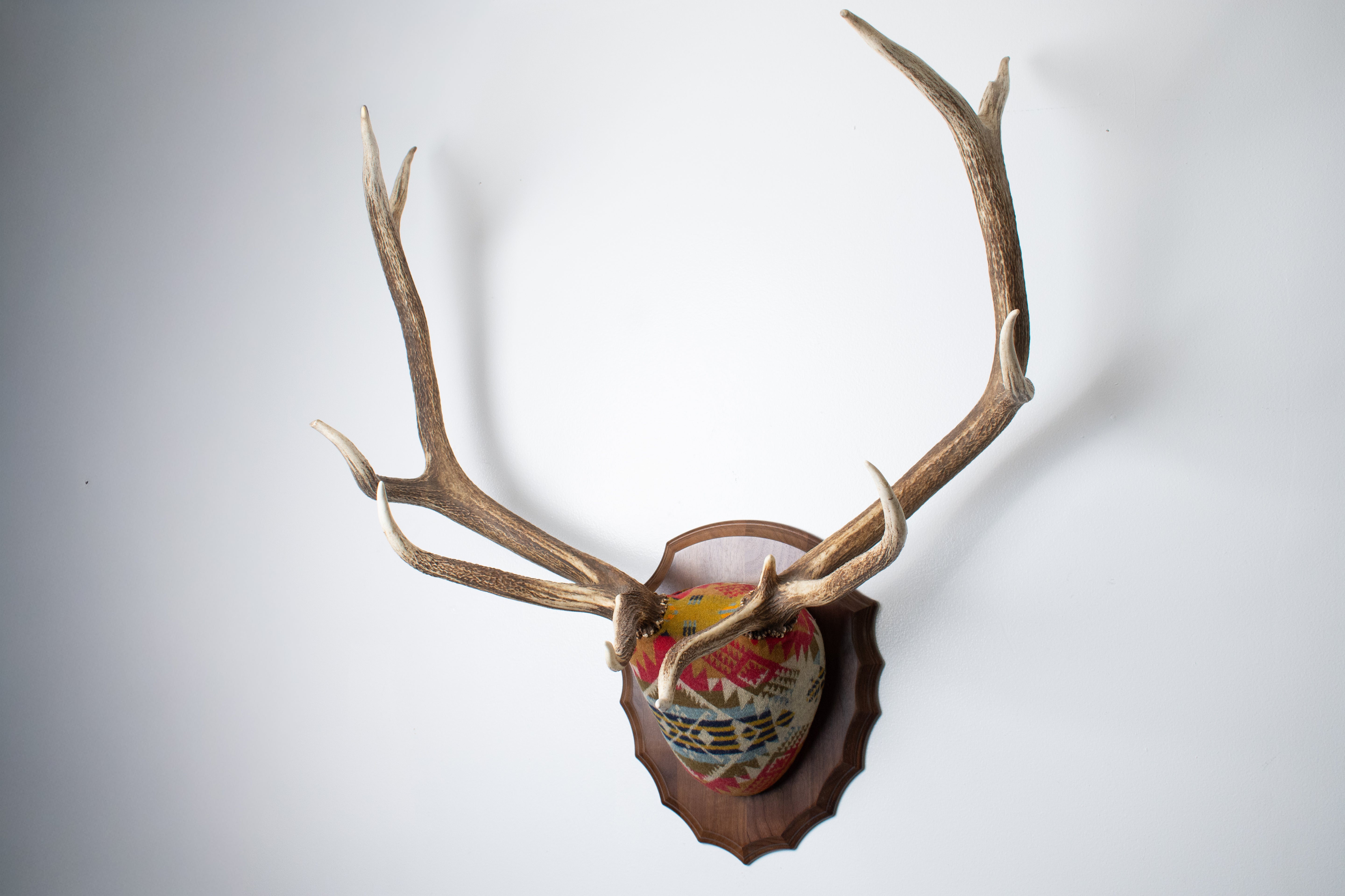 Elk Antler Mount | Canyon | 18