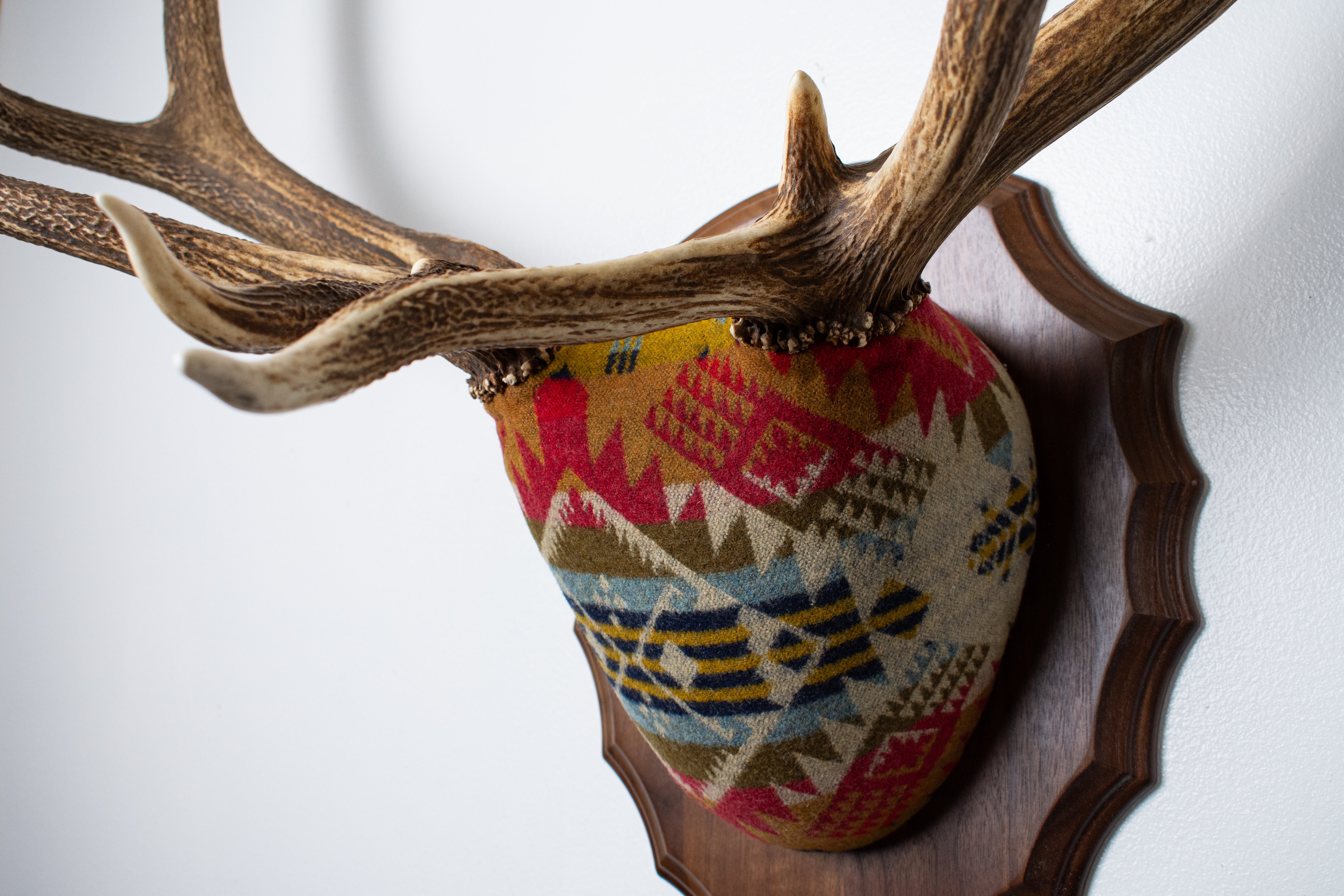Elk Antler Mount | Canyon | 18