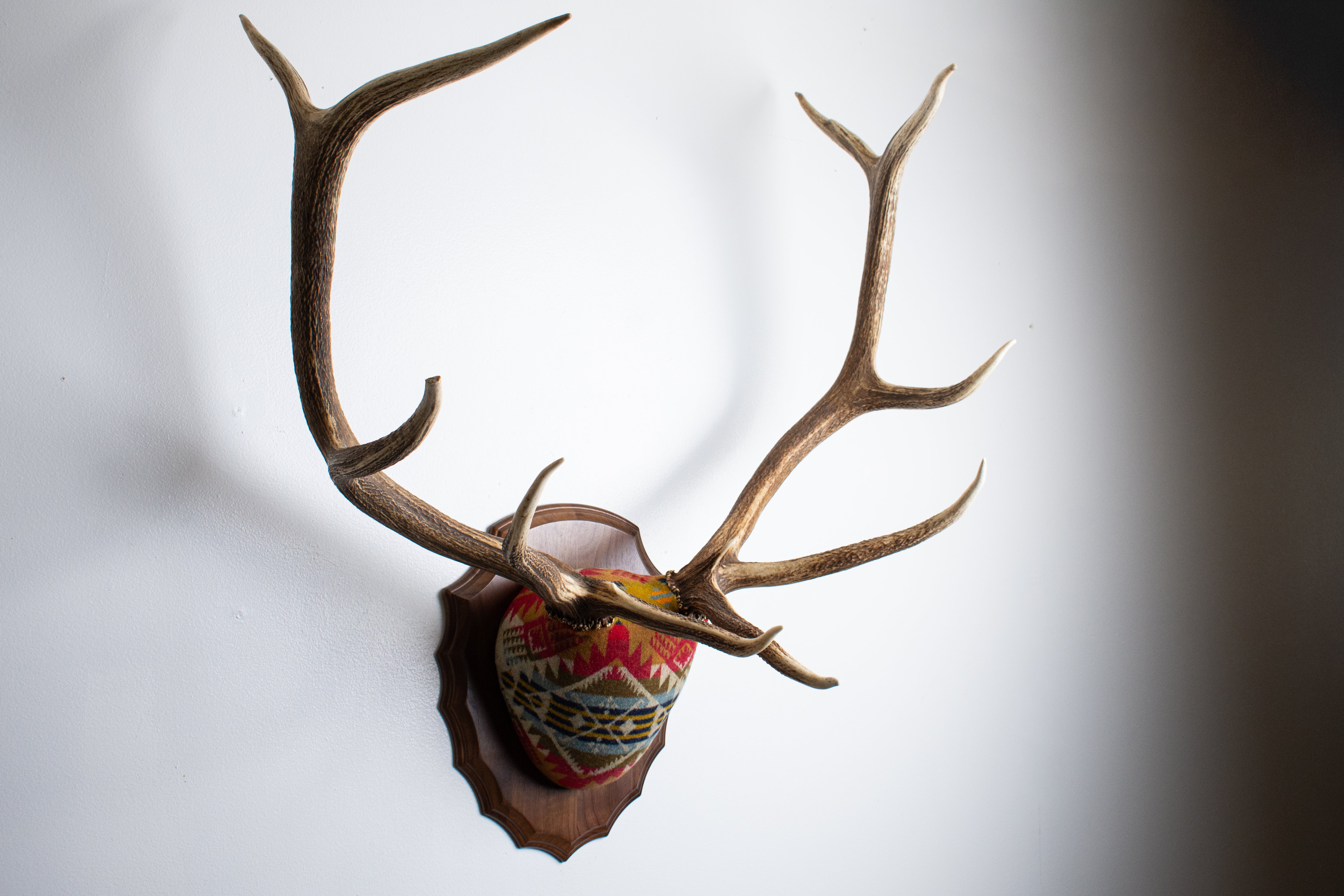 Elk Antler Mount | Canyon | 18
