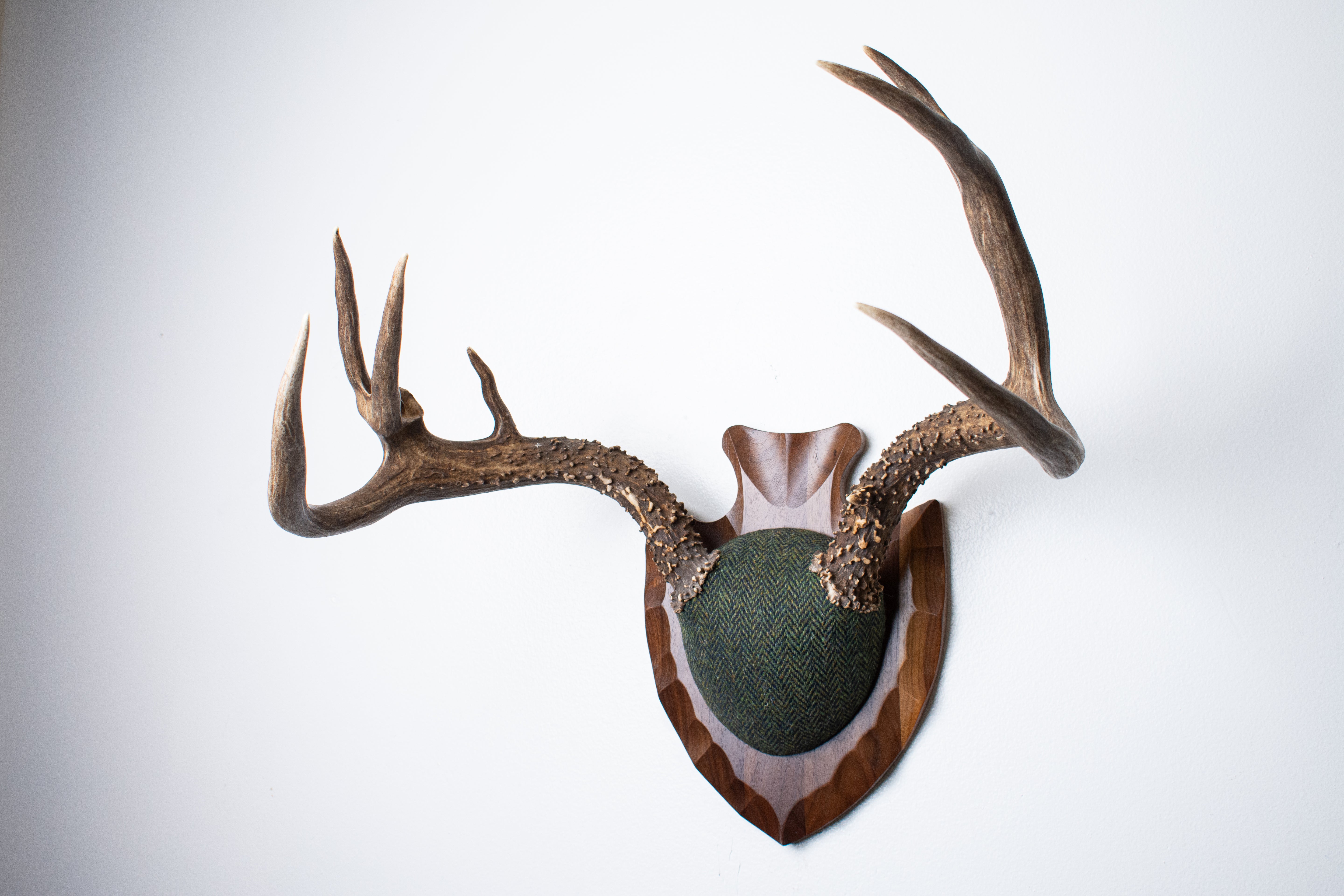 Blacktail Deer Antler Mount | Green & Black Herringbone | 60