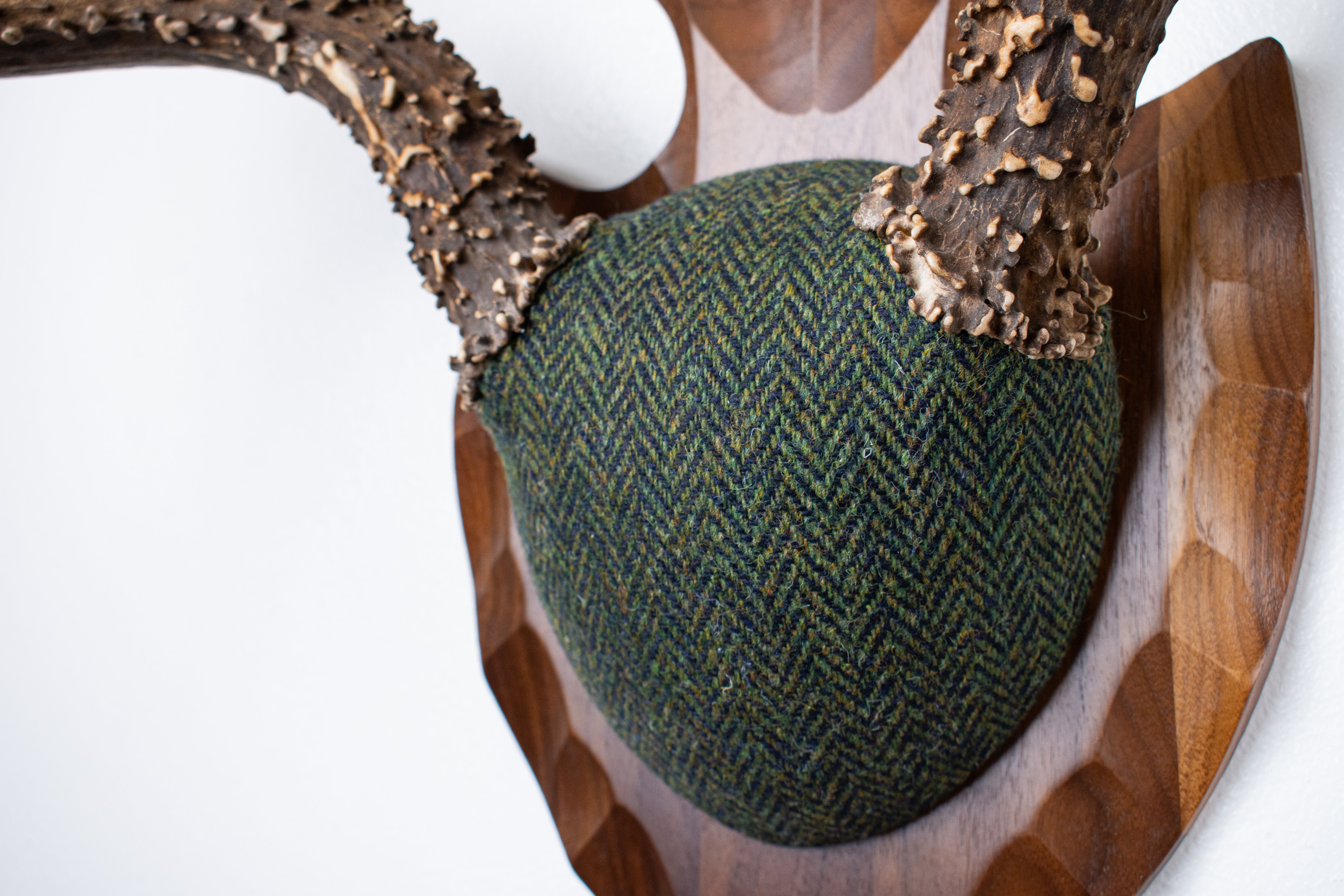 Blacktail Deer Antler Mount | Green & Black Herringbone | 60