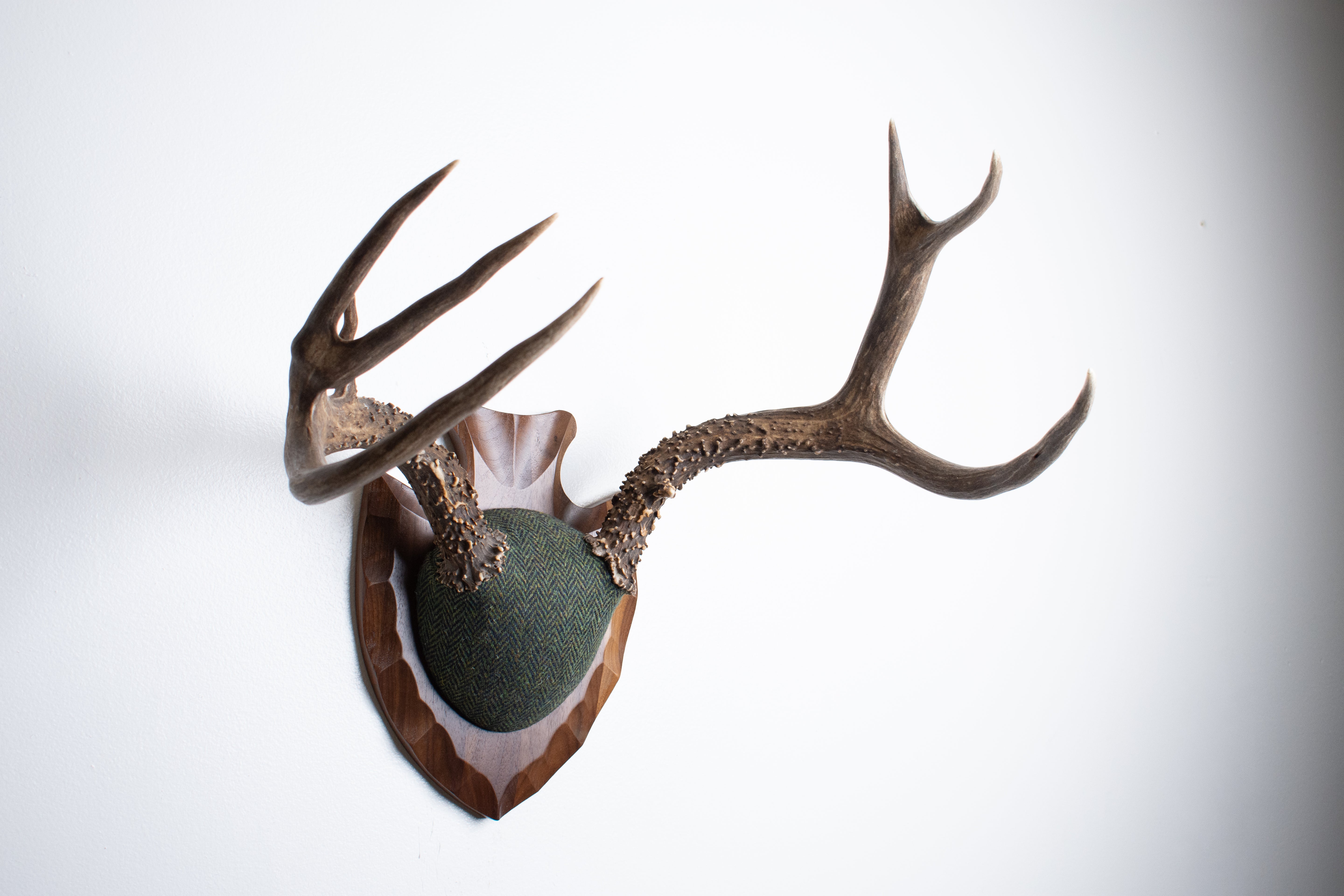 Blacktail Deer Antler Mount | Green & Black Herringbone | 60
