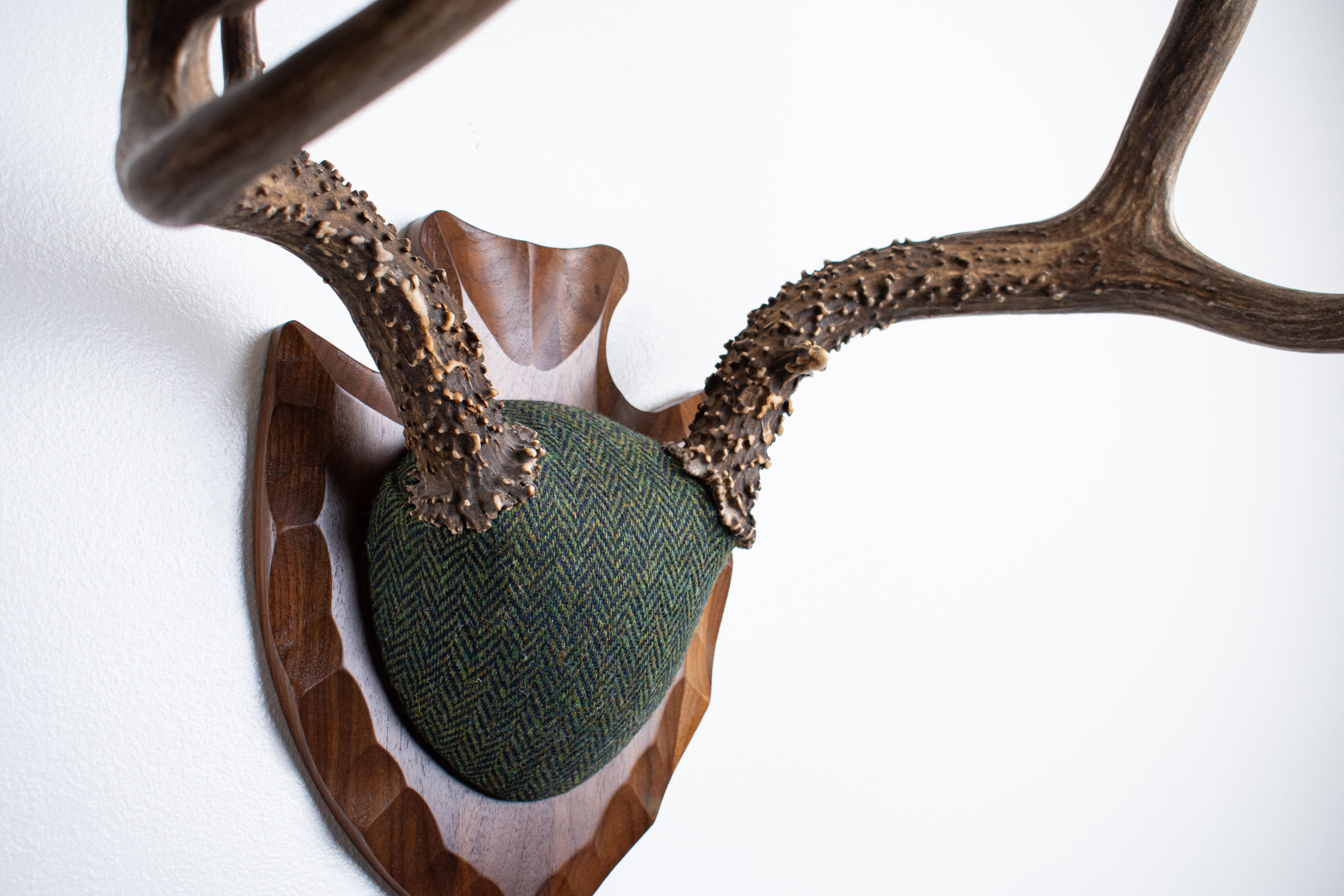 Blacktail Deer Antler Mount | Green & Black Herringbone | 60