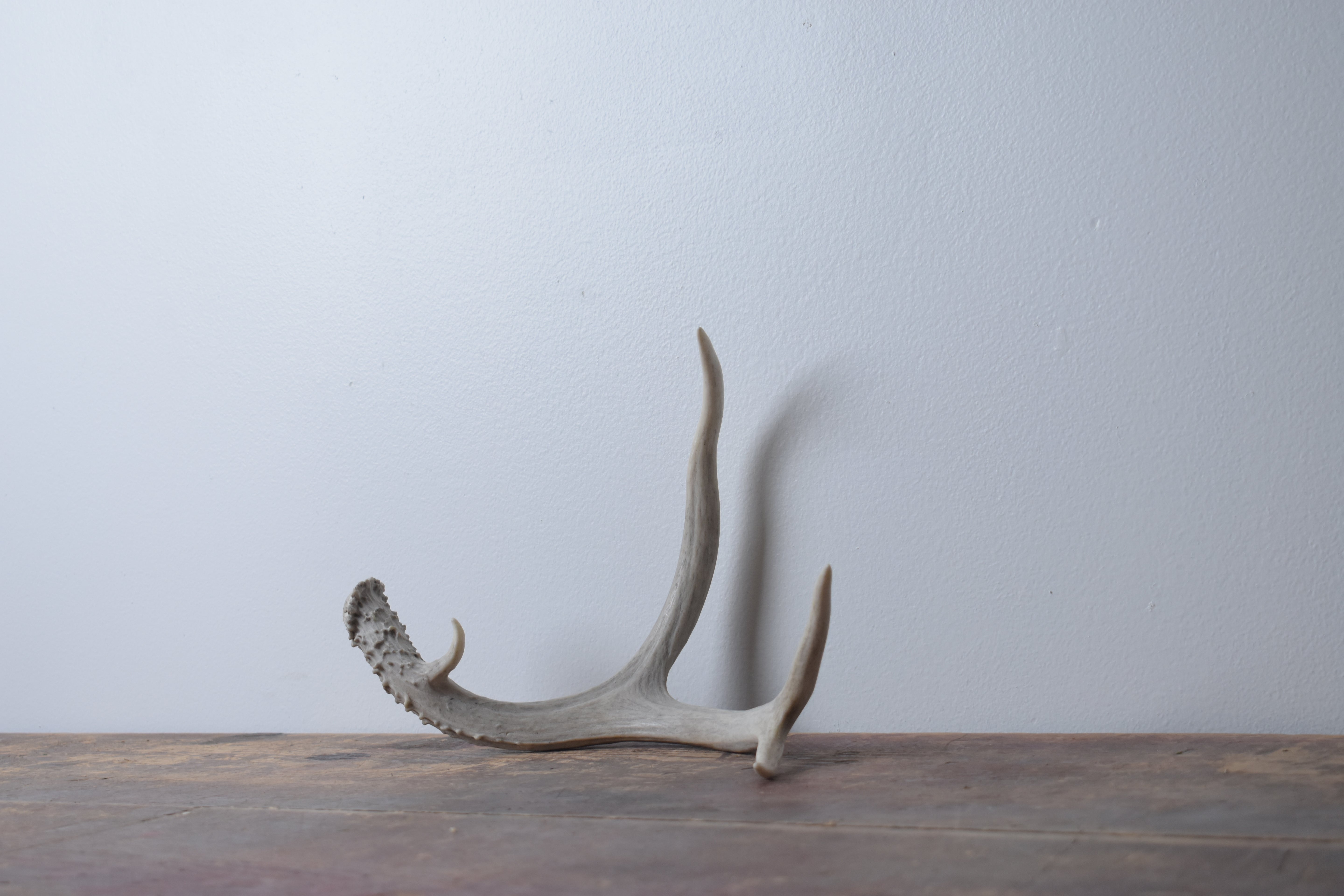 Mule Deer Antler | Small Size | 52