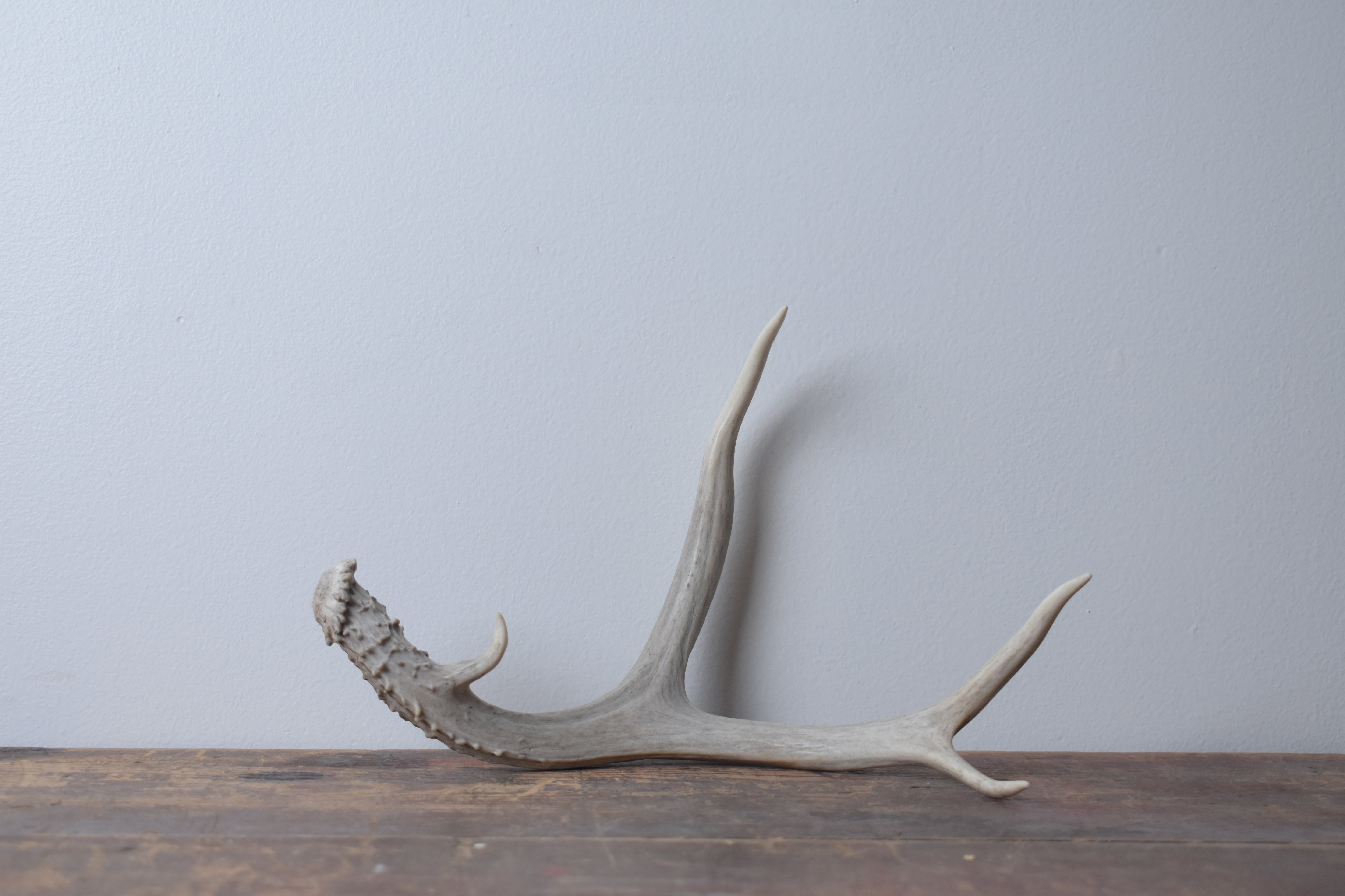 Mule Deer Antler | 52