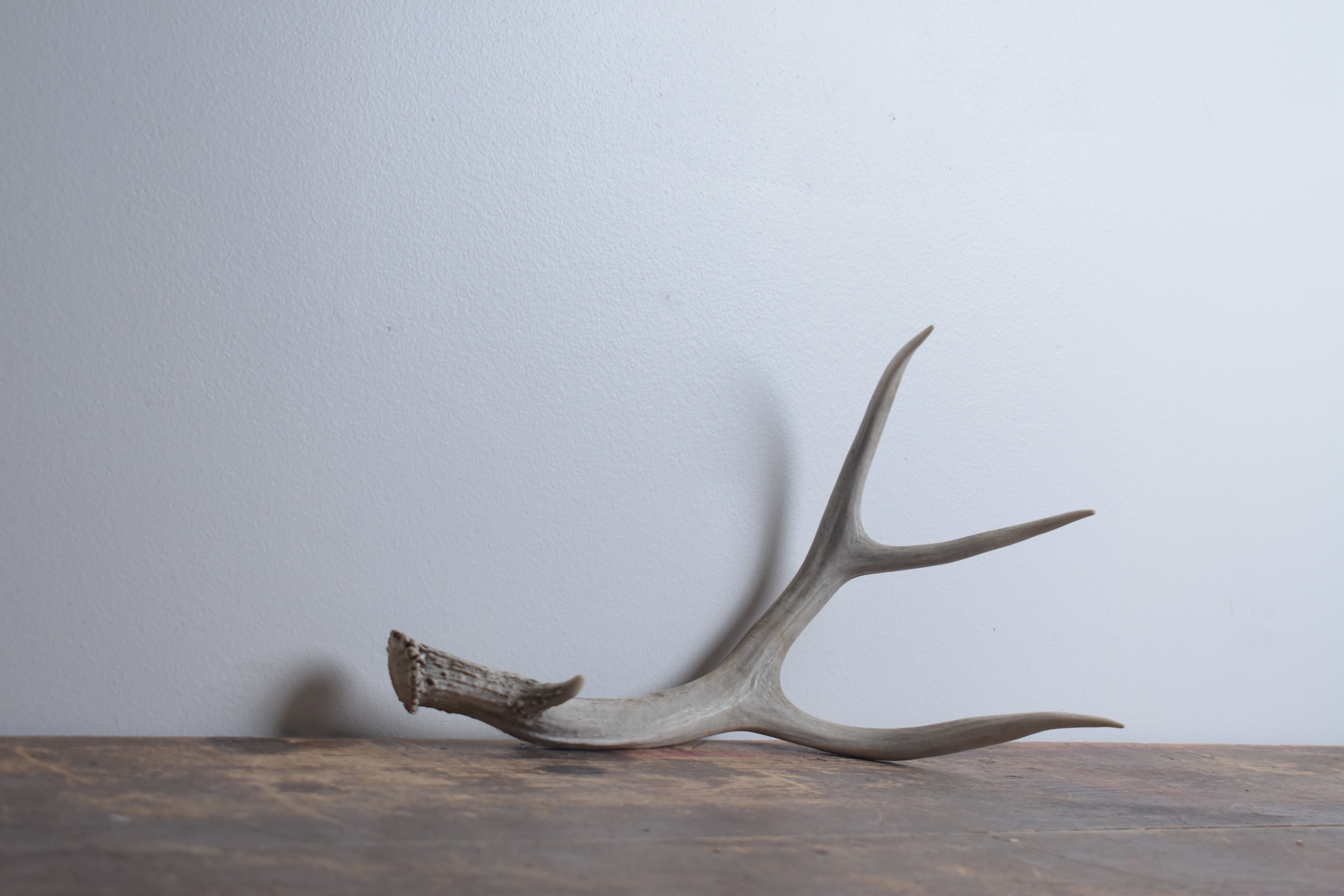 Mule Deer Antler | Medium Size | 42