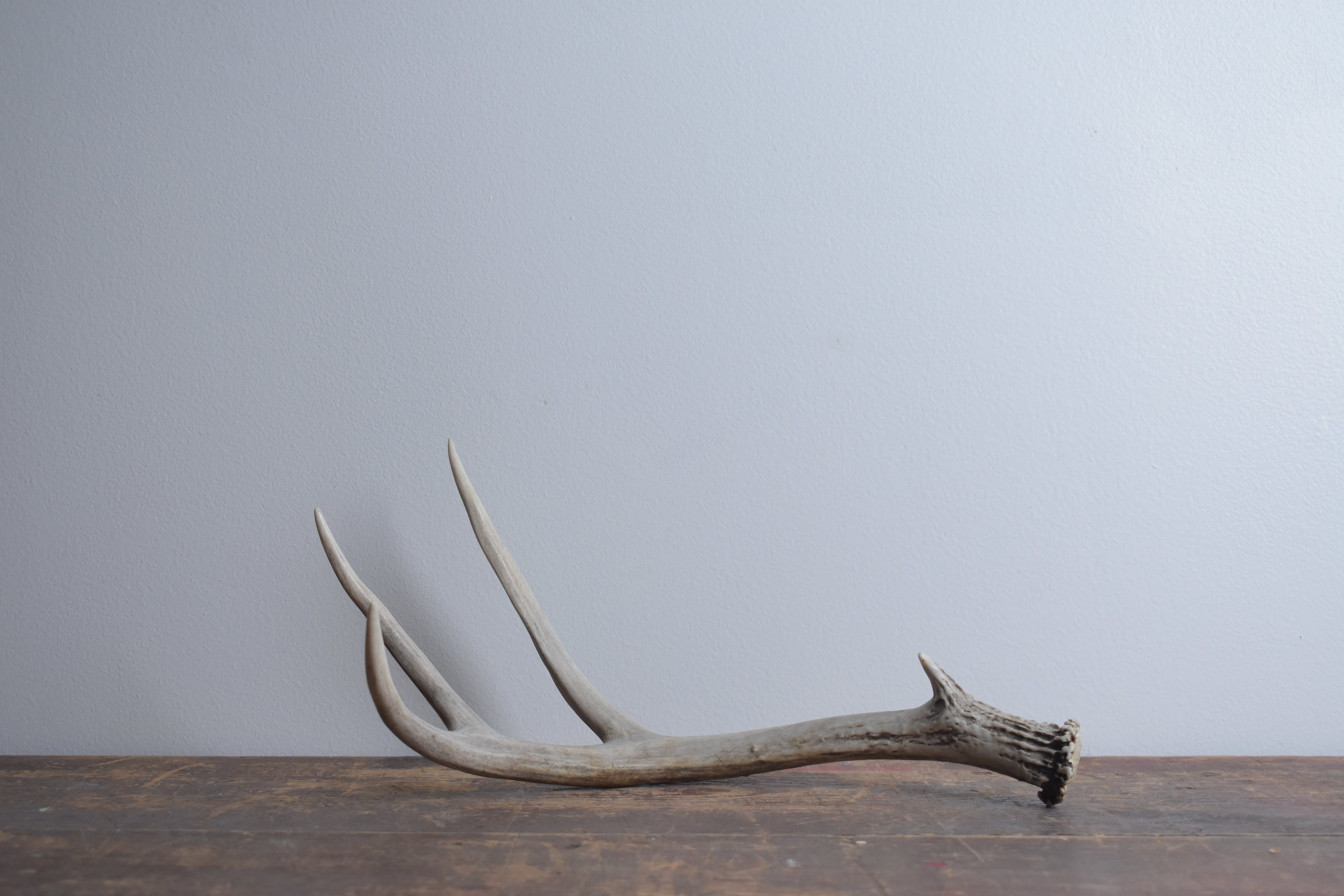 Mule Deer Antler | 42