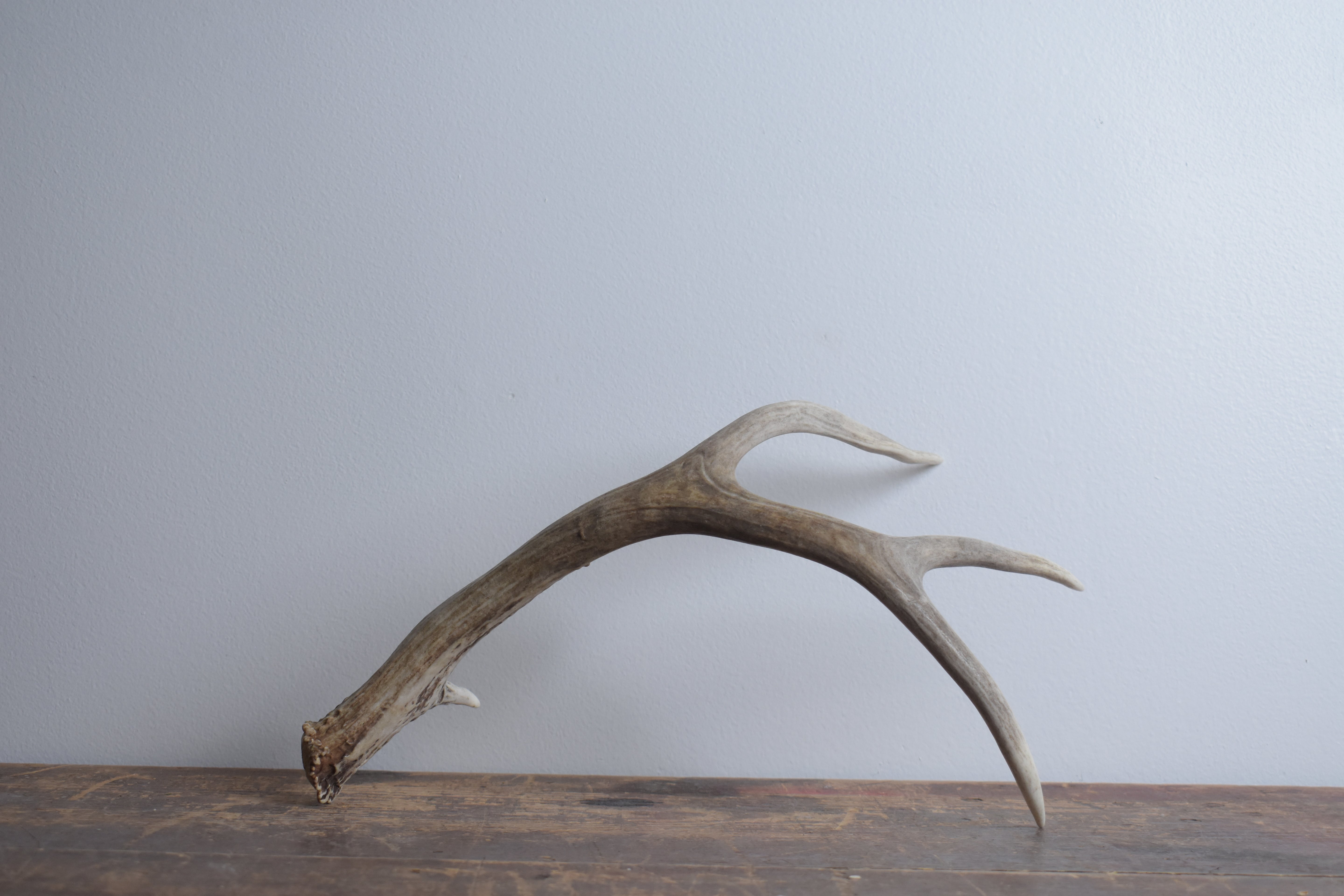 Mule Deer Antler | Medium Size | 42