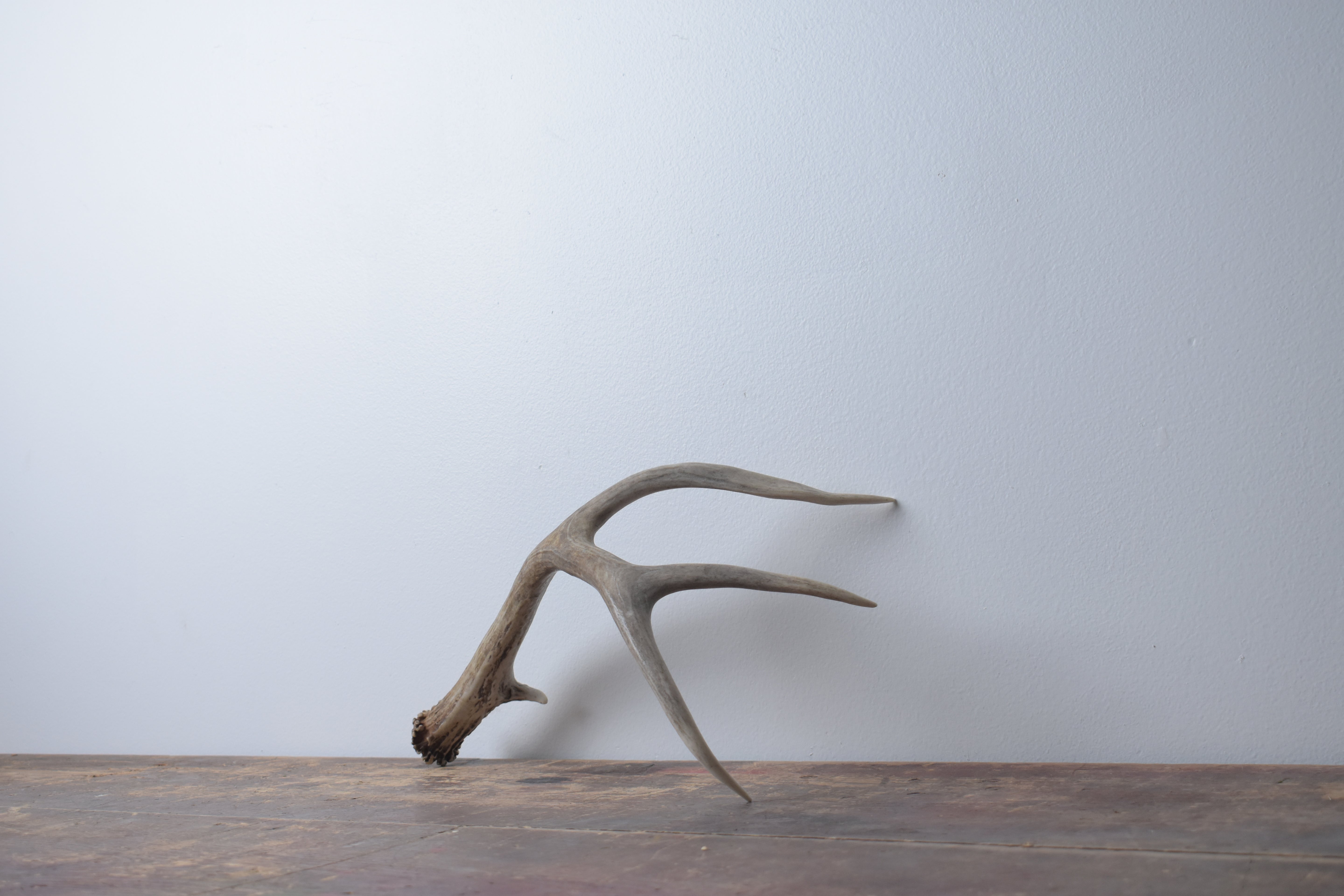 Mule Deer Antler | Medium Size | 42