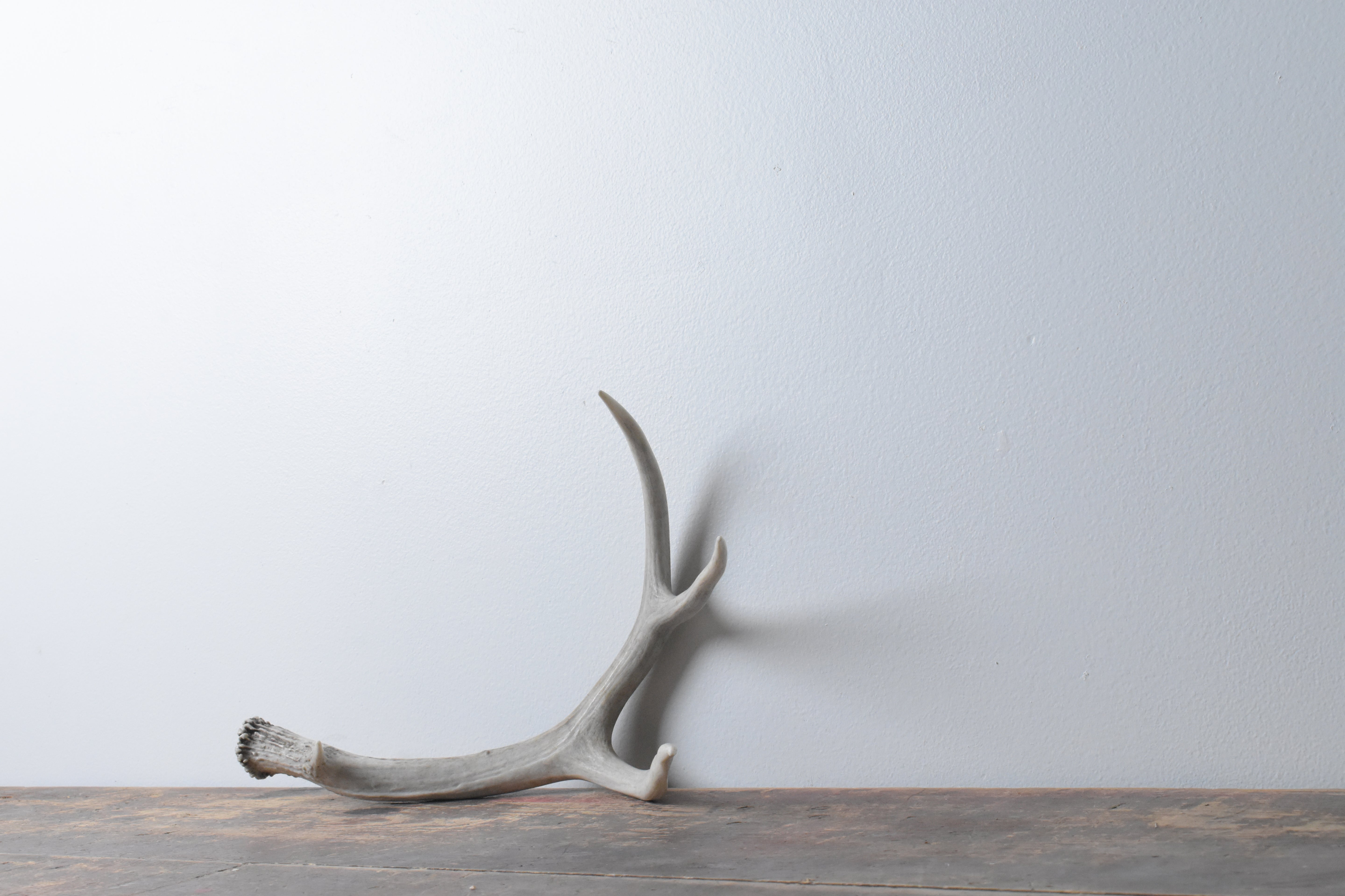 Mule Deer Antler | Medium Size | 42