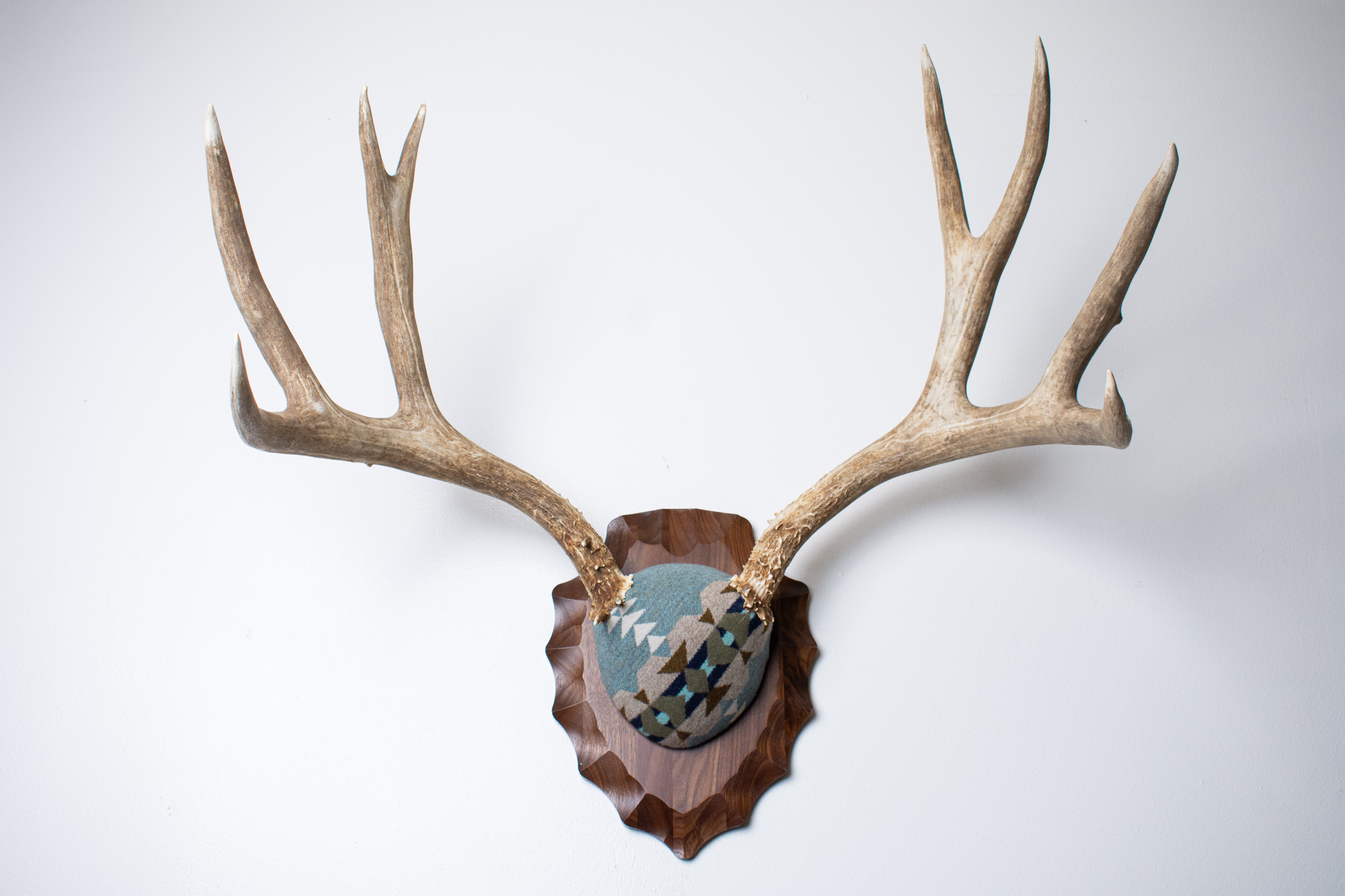 Mule Deer Antler Mount | Stone | 20