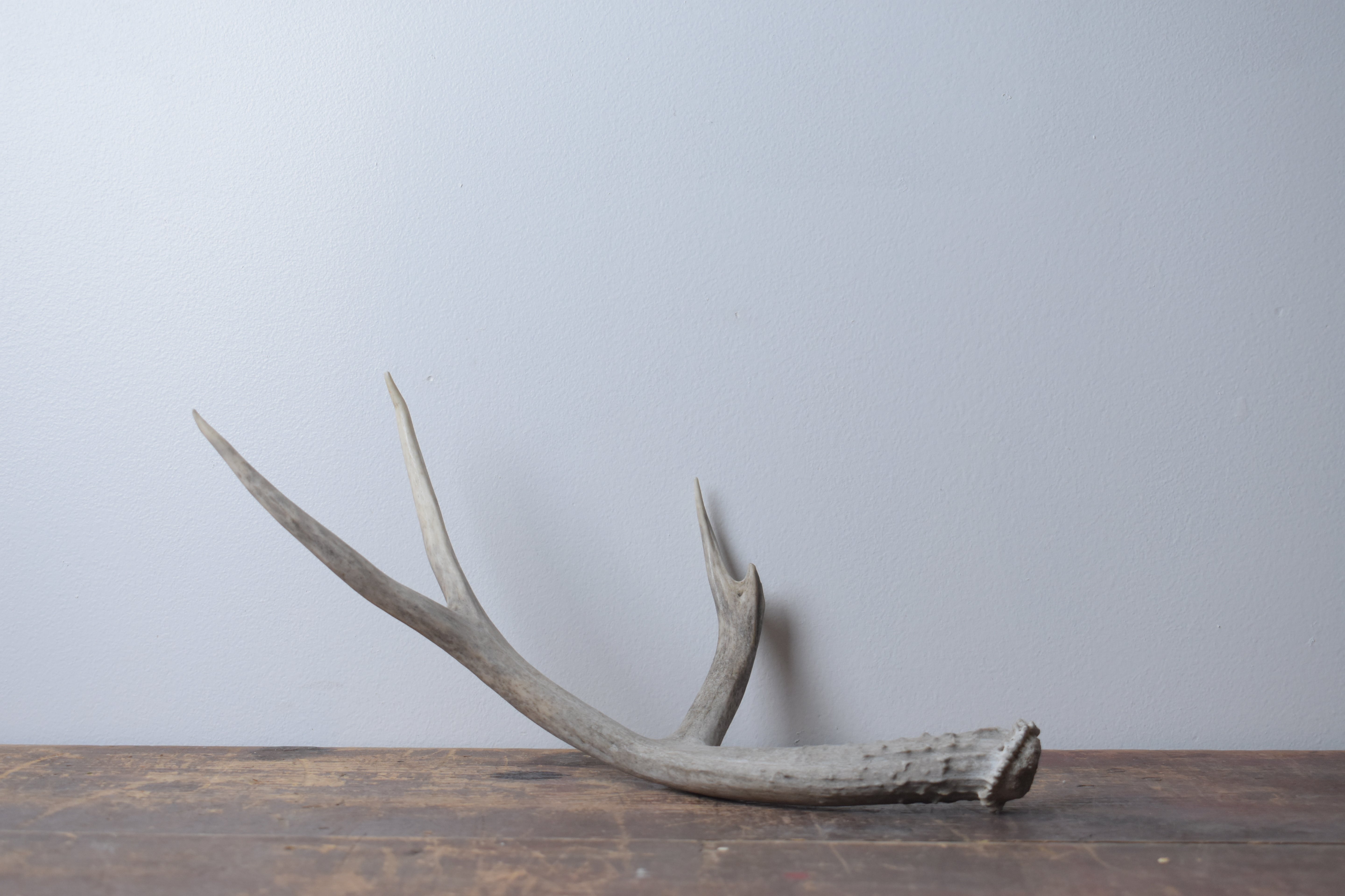 Mule Deer Antler | Medium Size | 43