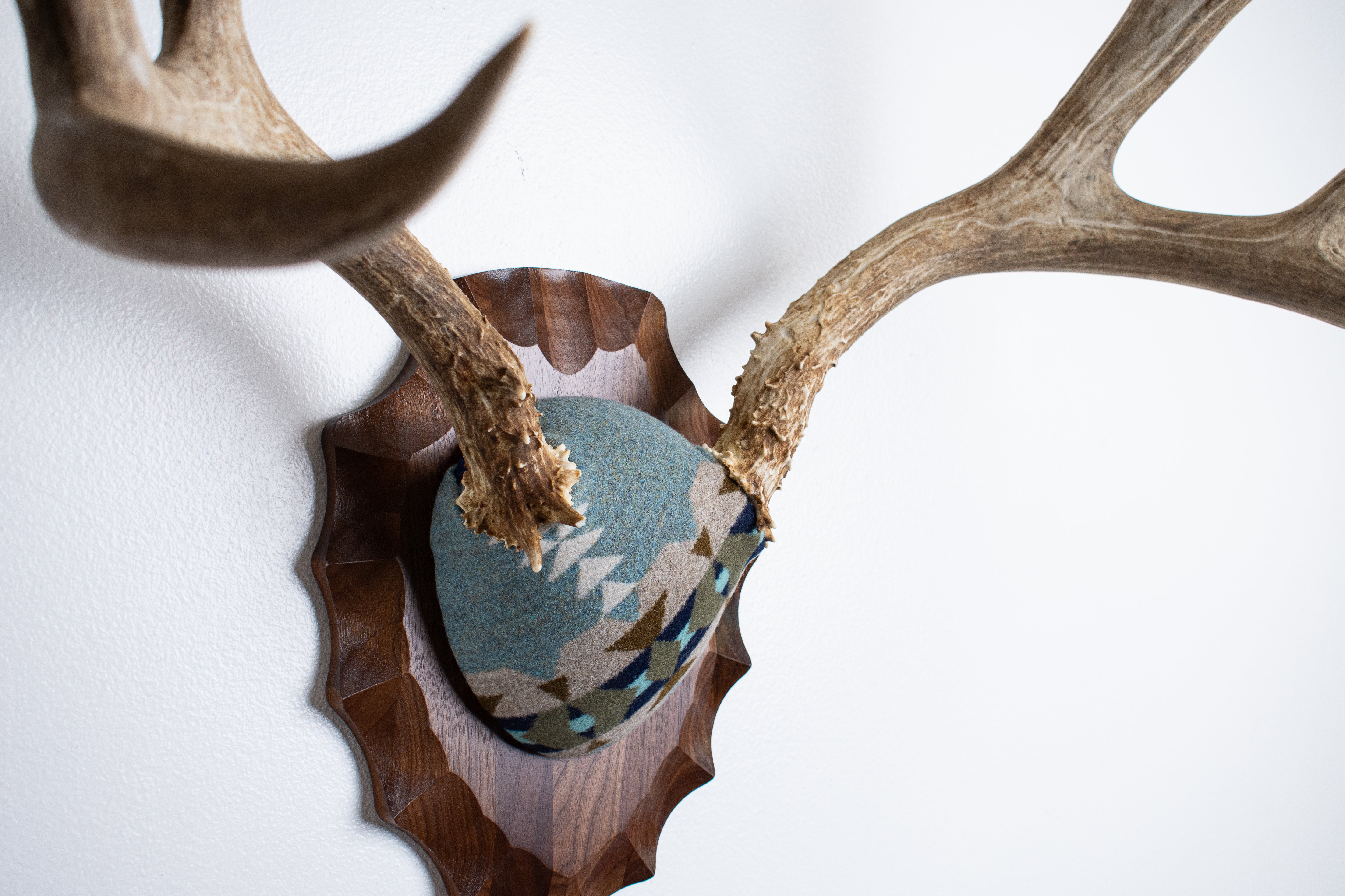 Mule Deer Antler Mount | Stone | 20