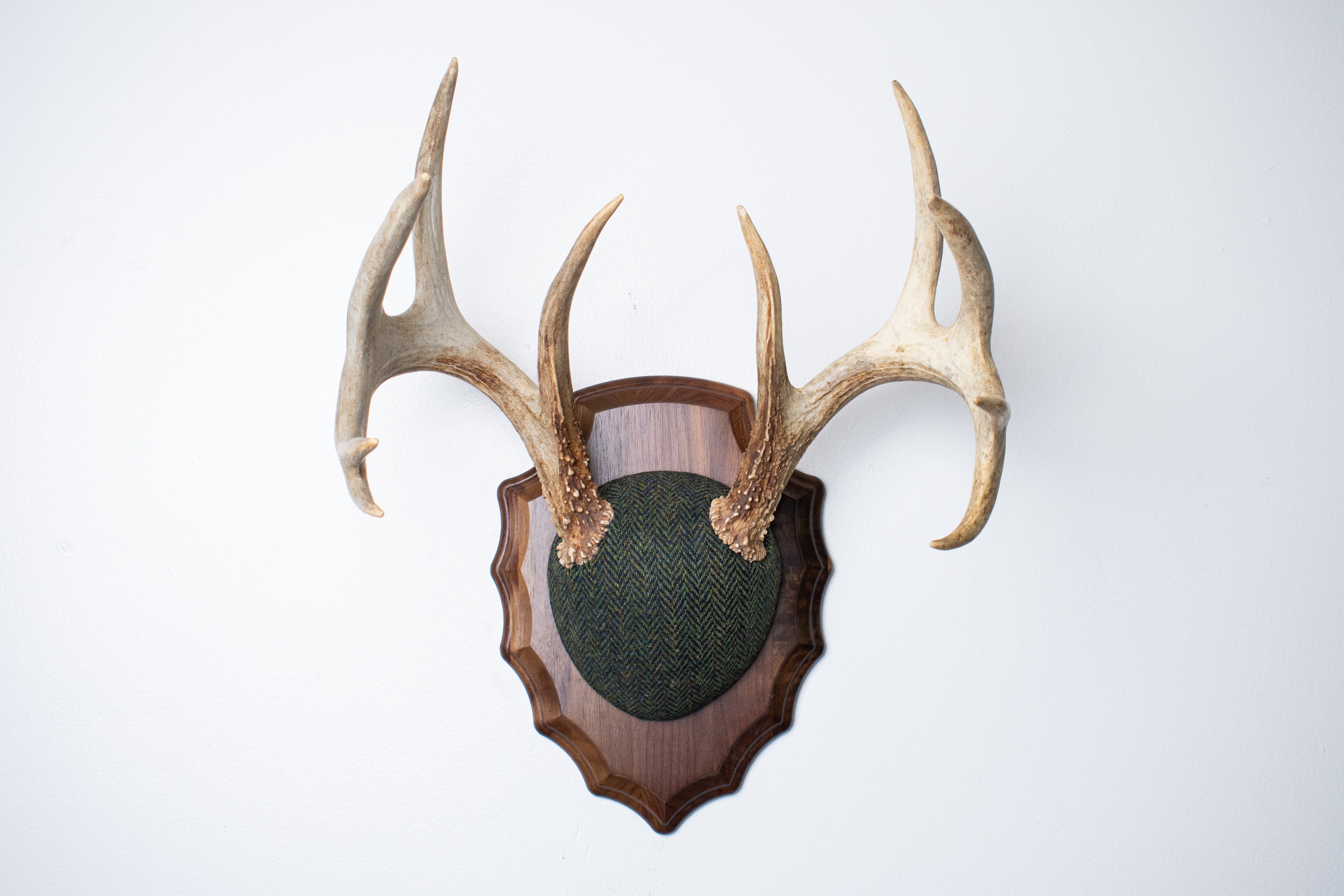 Whitetail Deer Antler Mount | Green & Black Herringbone | 61
