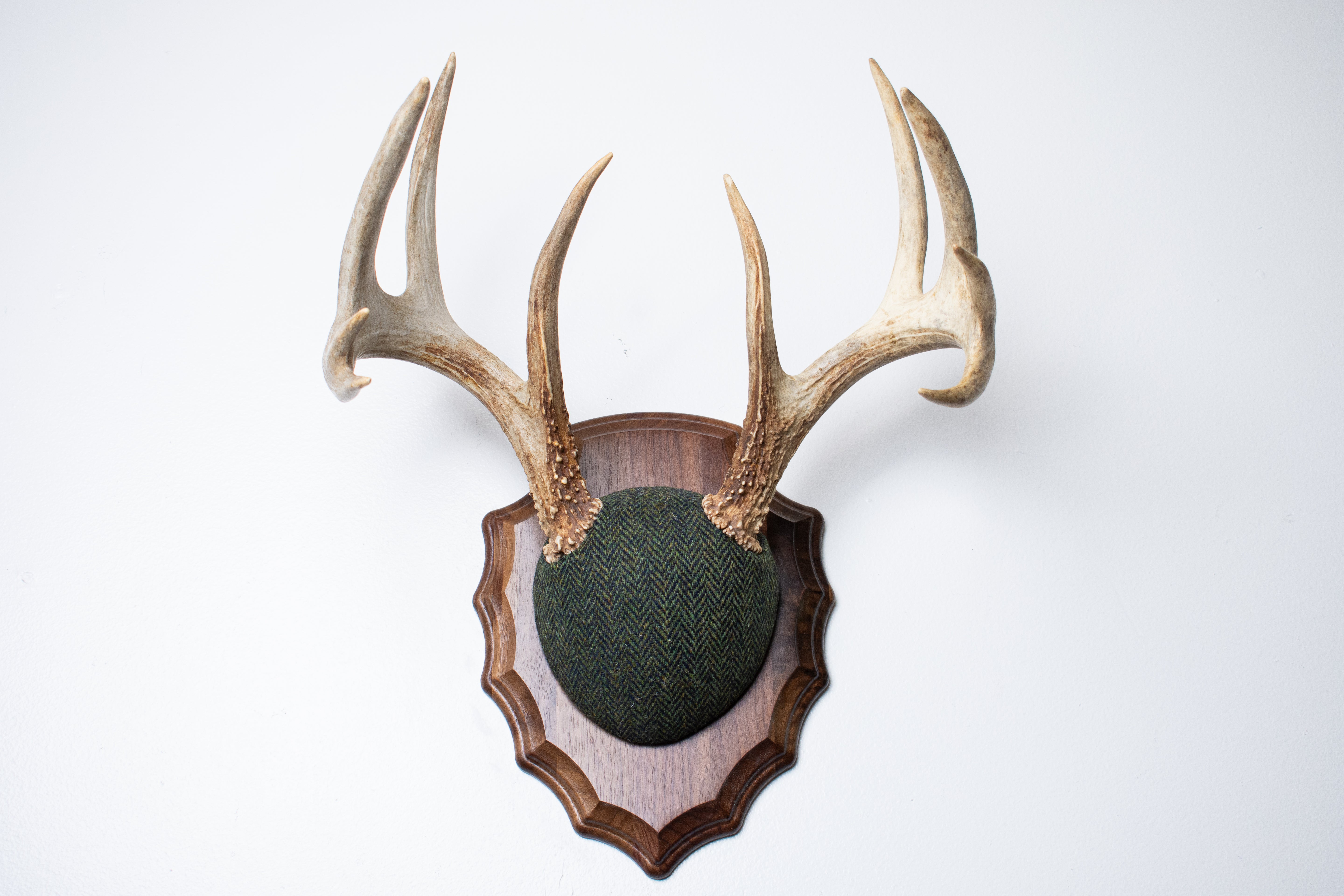 Whitetail Deer Antler Mount | Green & Black Herringbone | 61