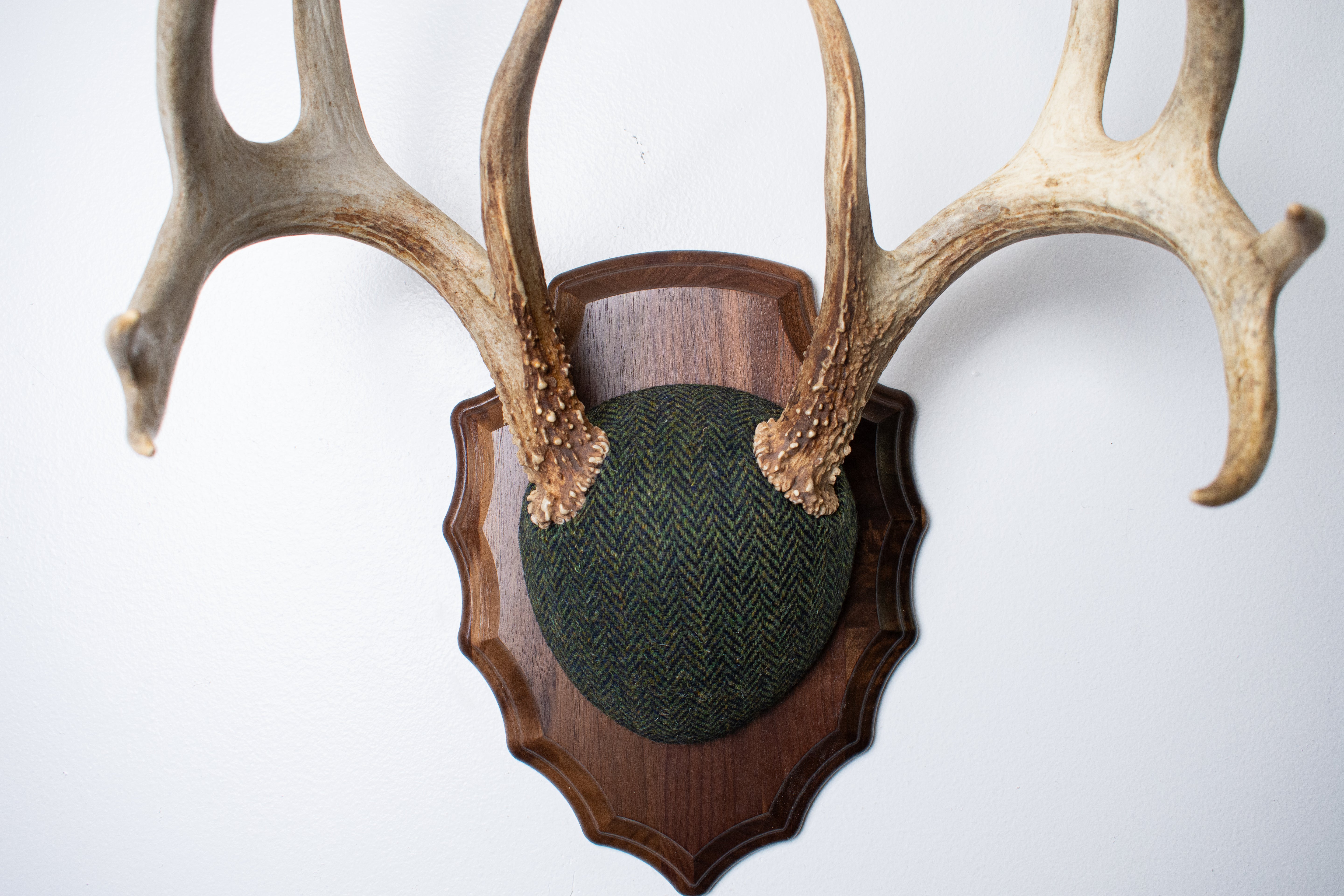Whitetail Deer Antler Mount | Green & Black Herringbone | 61