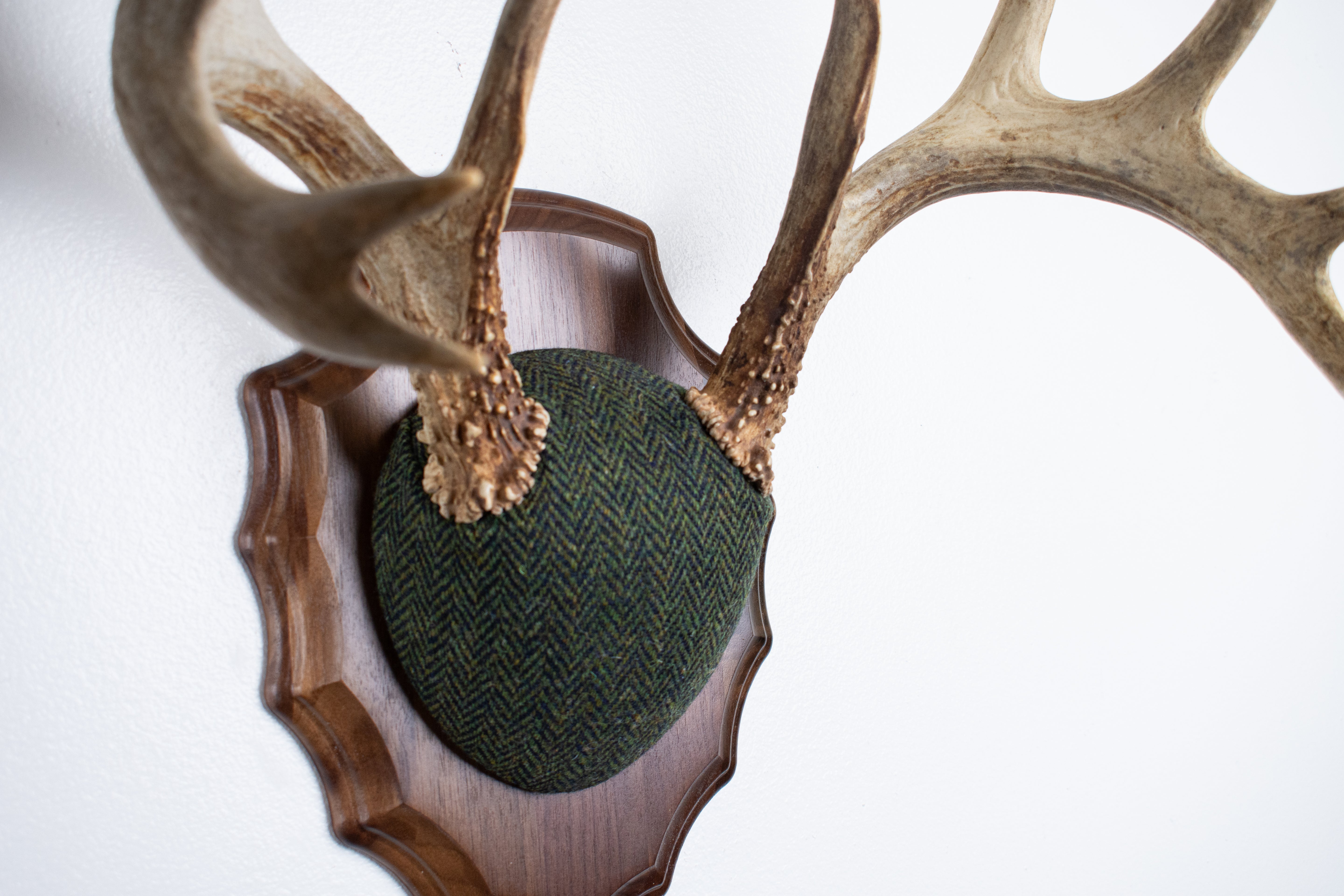 Whitetail Deer Antler Mount | Green & Black Herringbone | 61