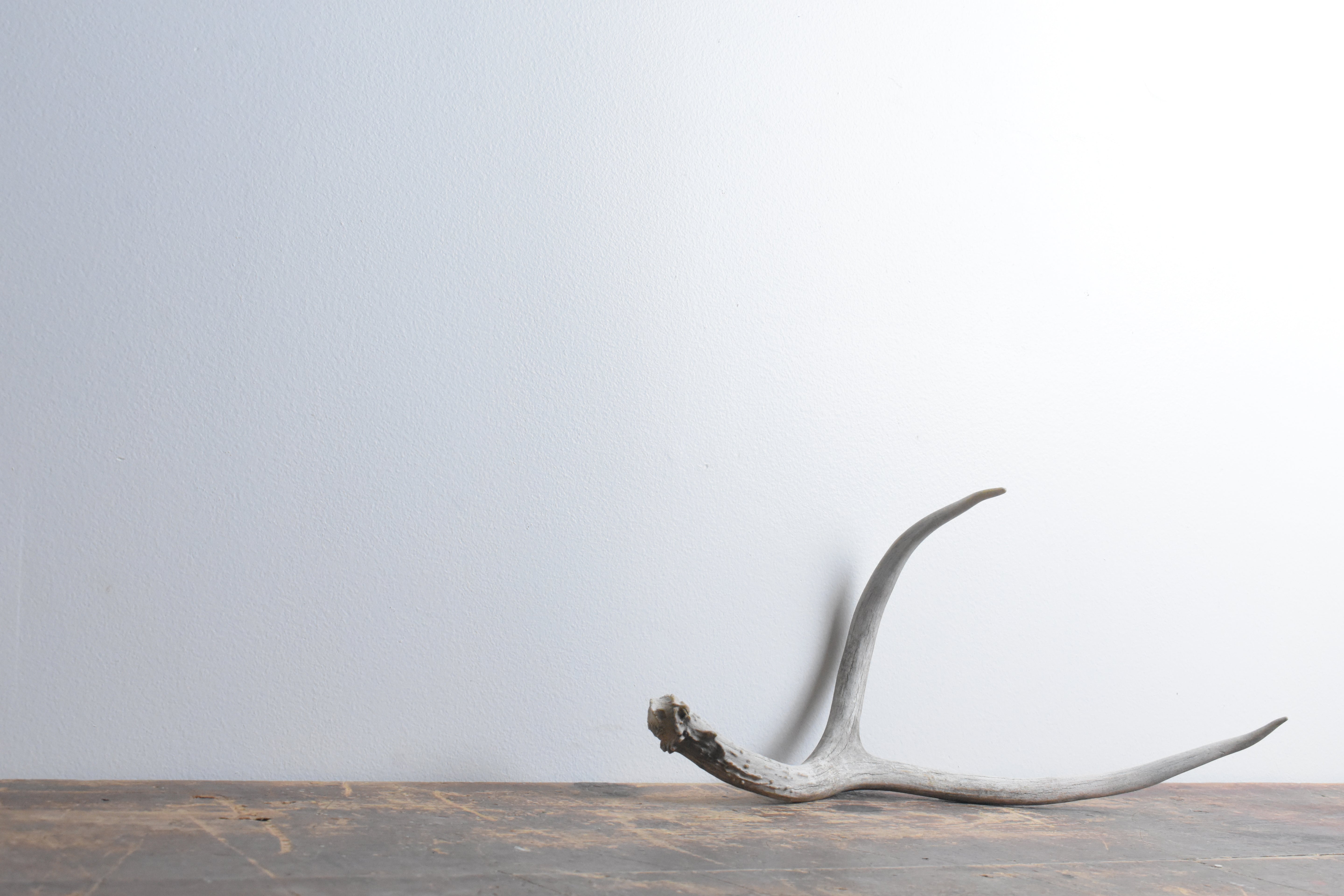 Mule Deer Antler | Large Size | 45