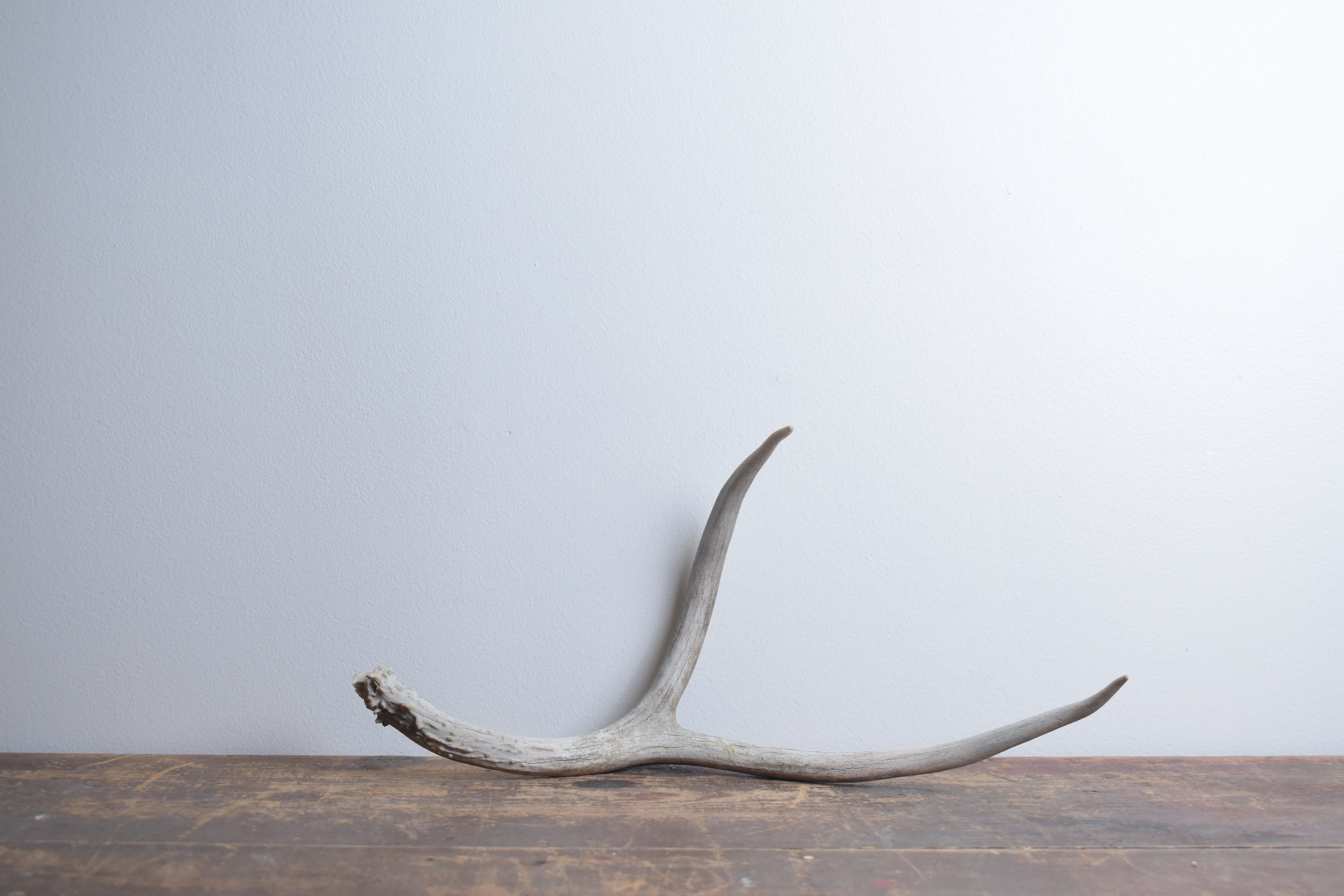 Mule Deer Antler | 45