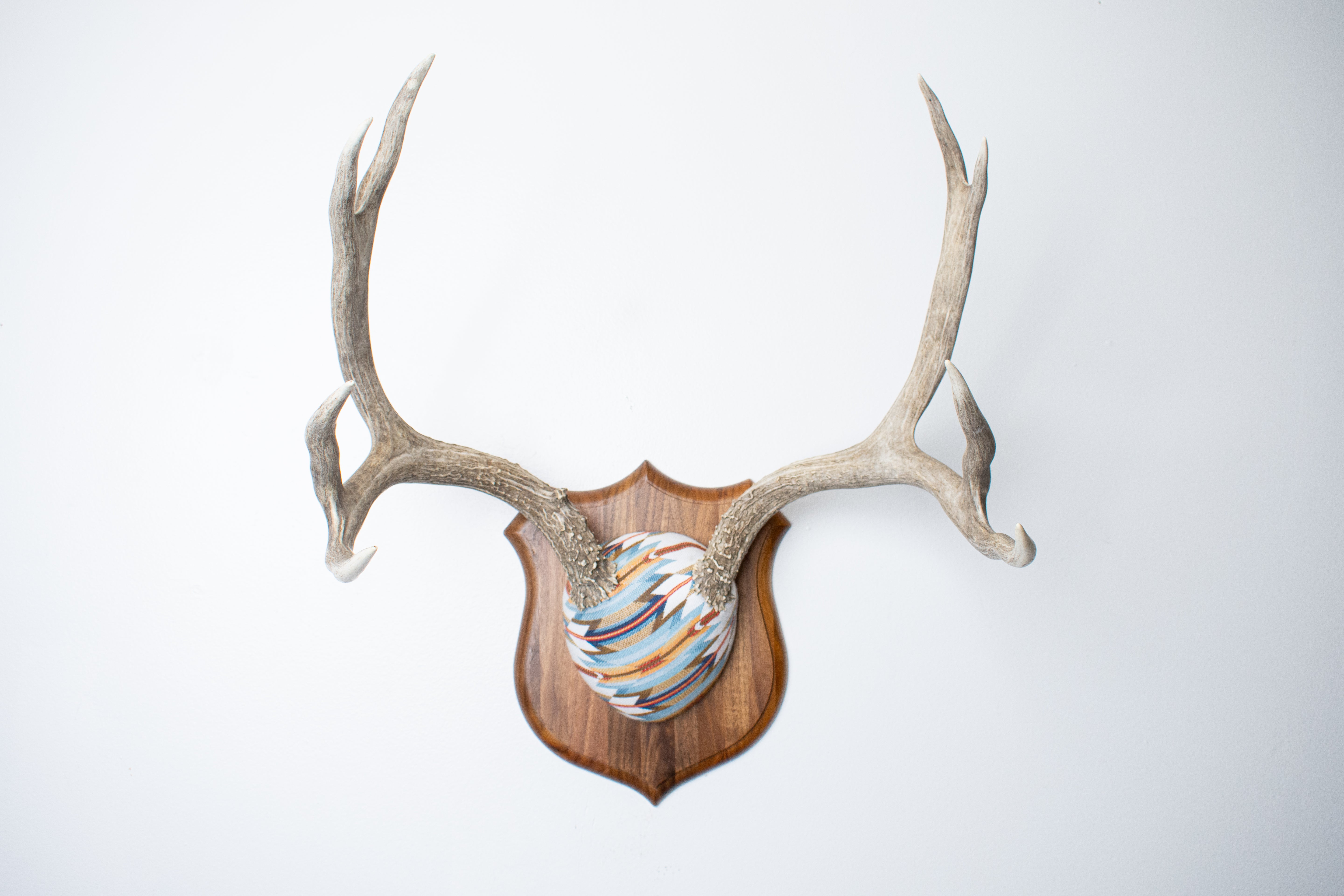 Mule Deer Antler Mount | Sunset | 22